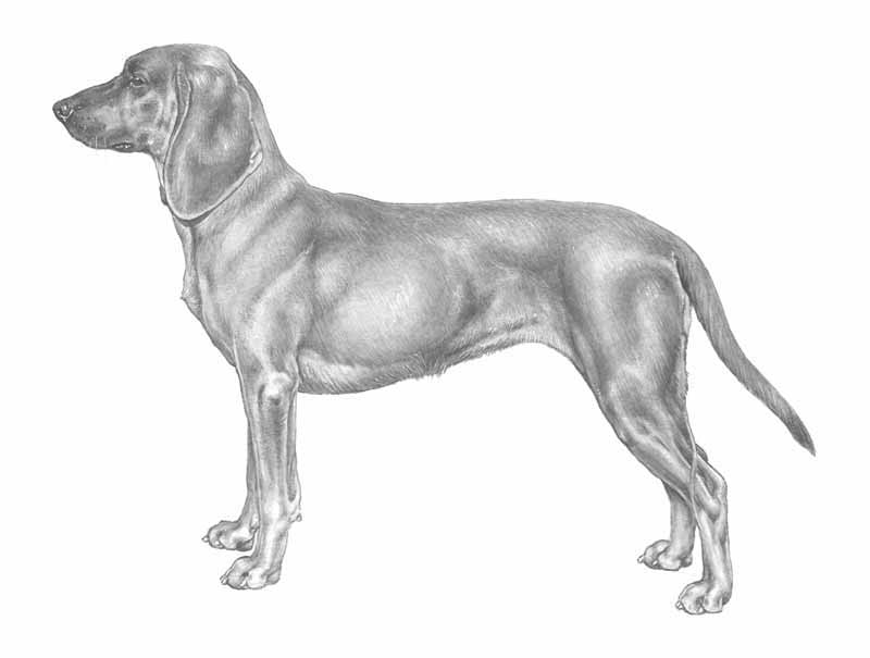 Bayersk viltspårhund