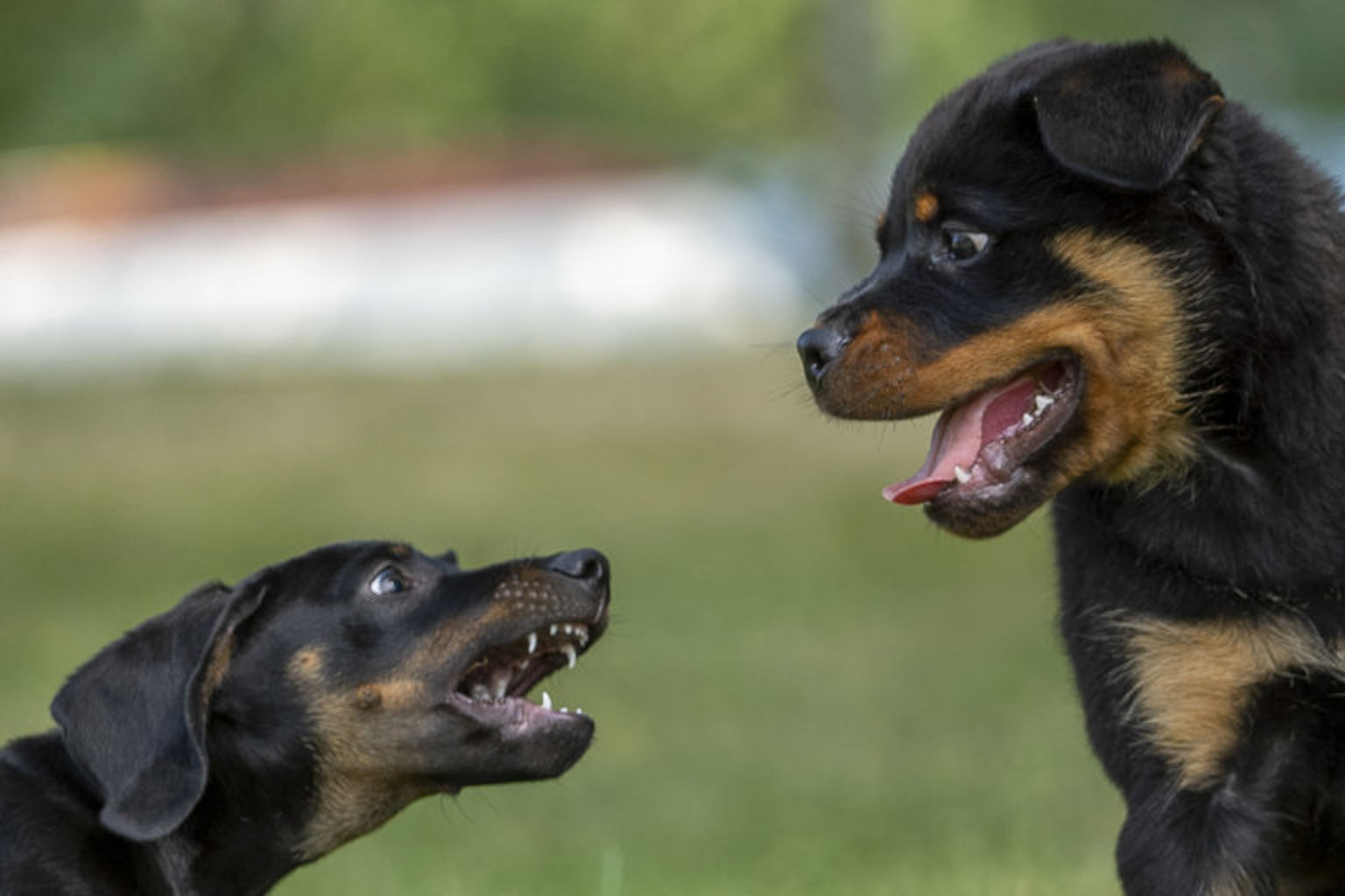 rottweiler och tax 