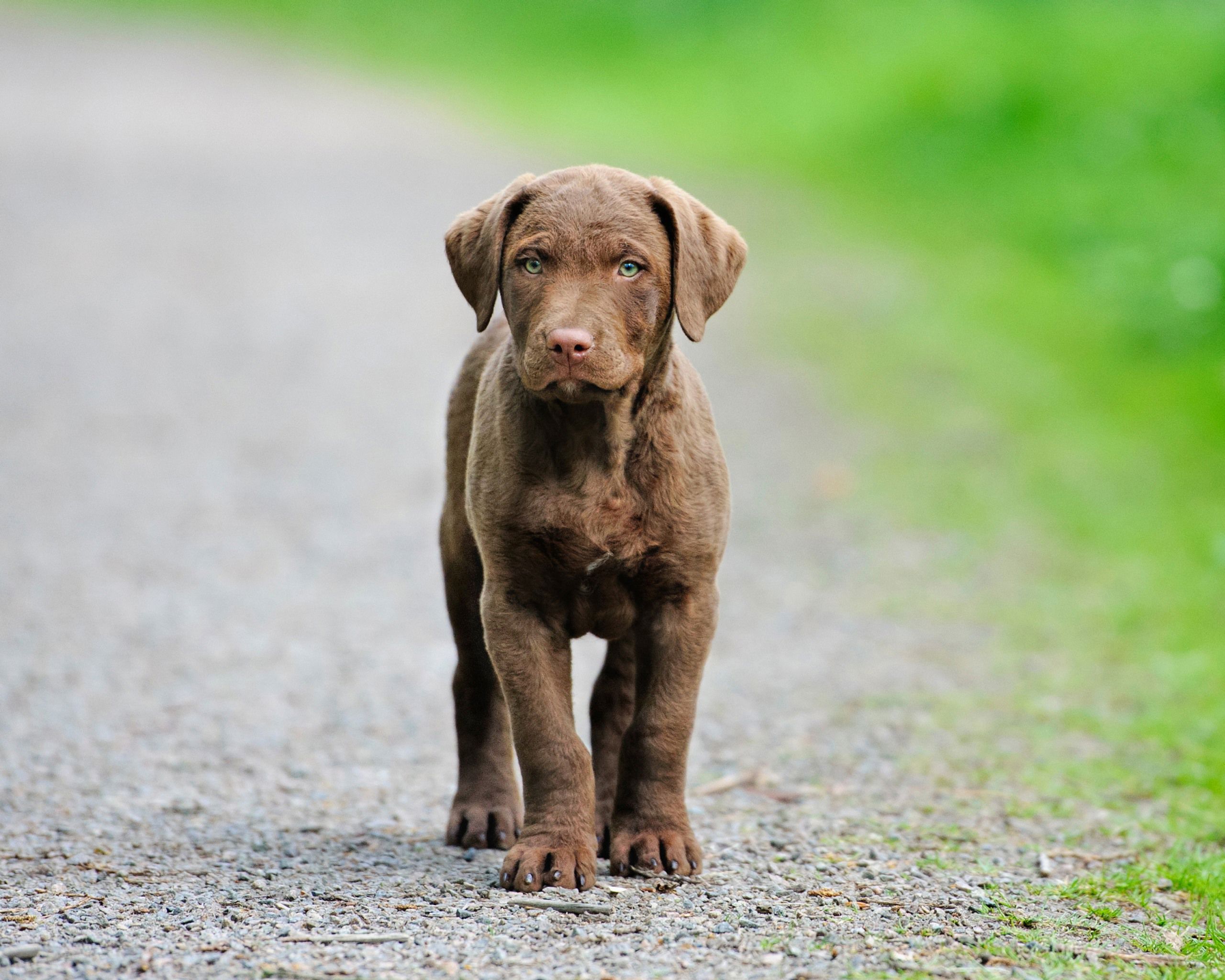 Chesapeake bay retriever