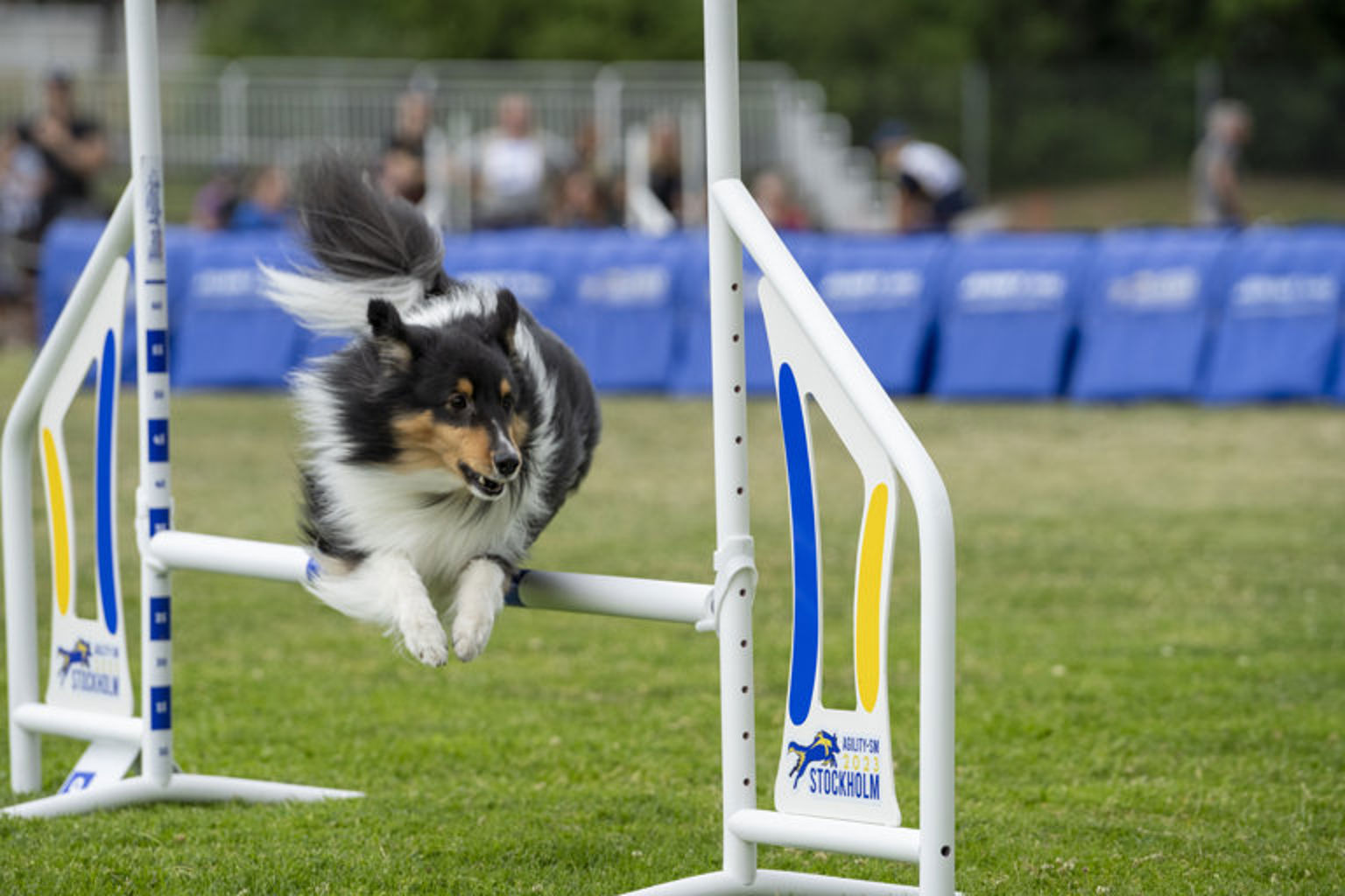 Shetland sheepdog hoppar över ett agilityhinder