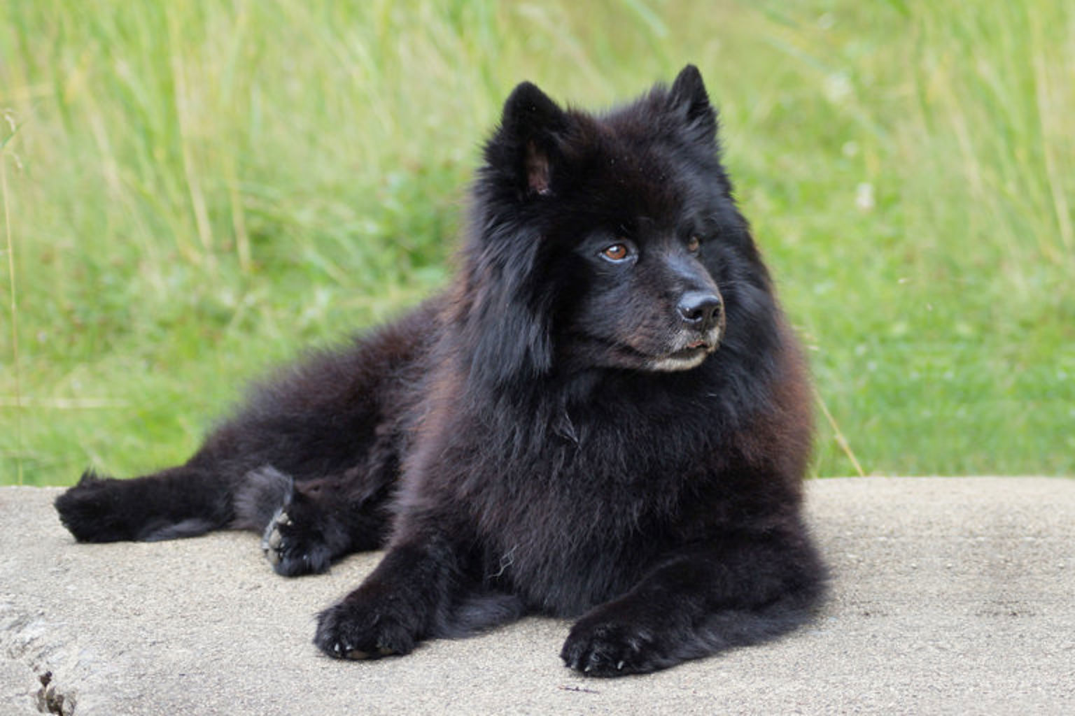 Svensk lapphund ligger på klipphäll