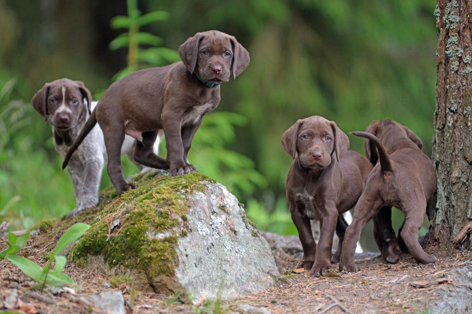 Köpahund för uppfödare