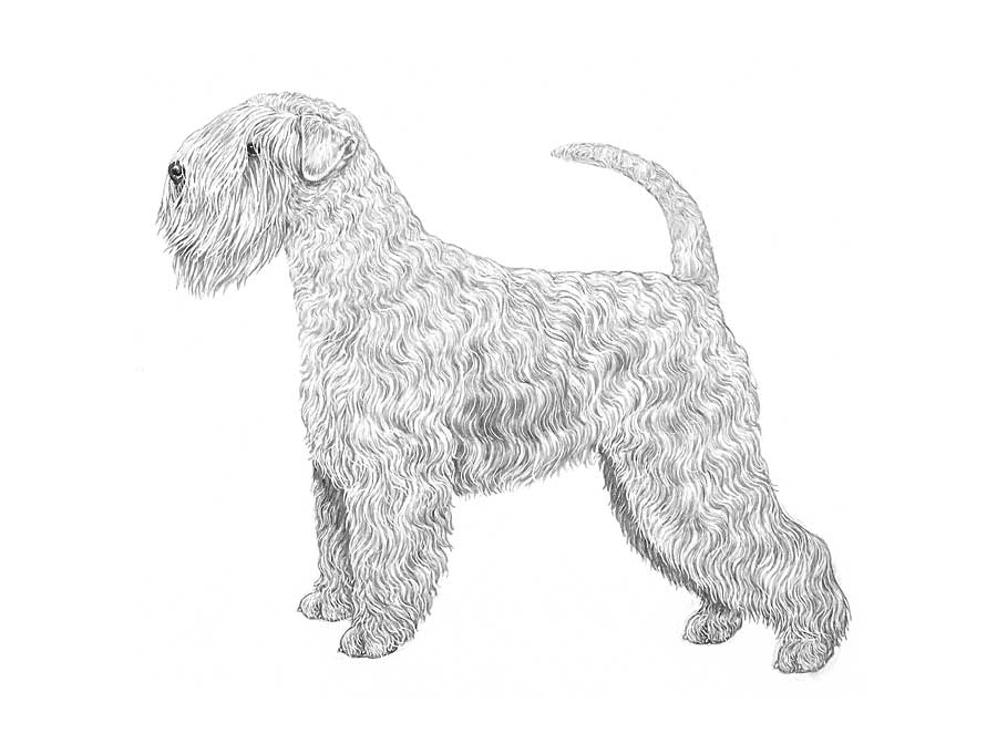 Irish softcoated wheaten terrier