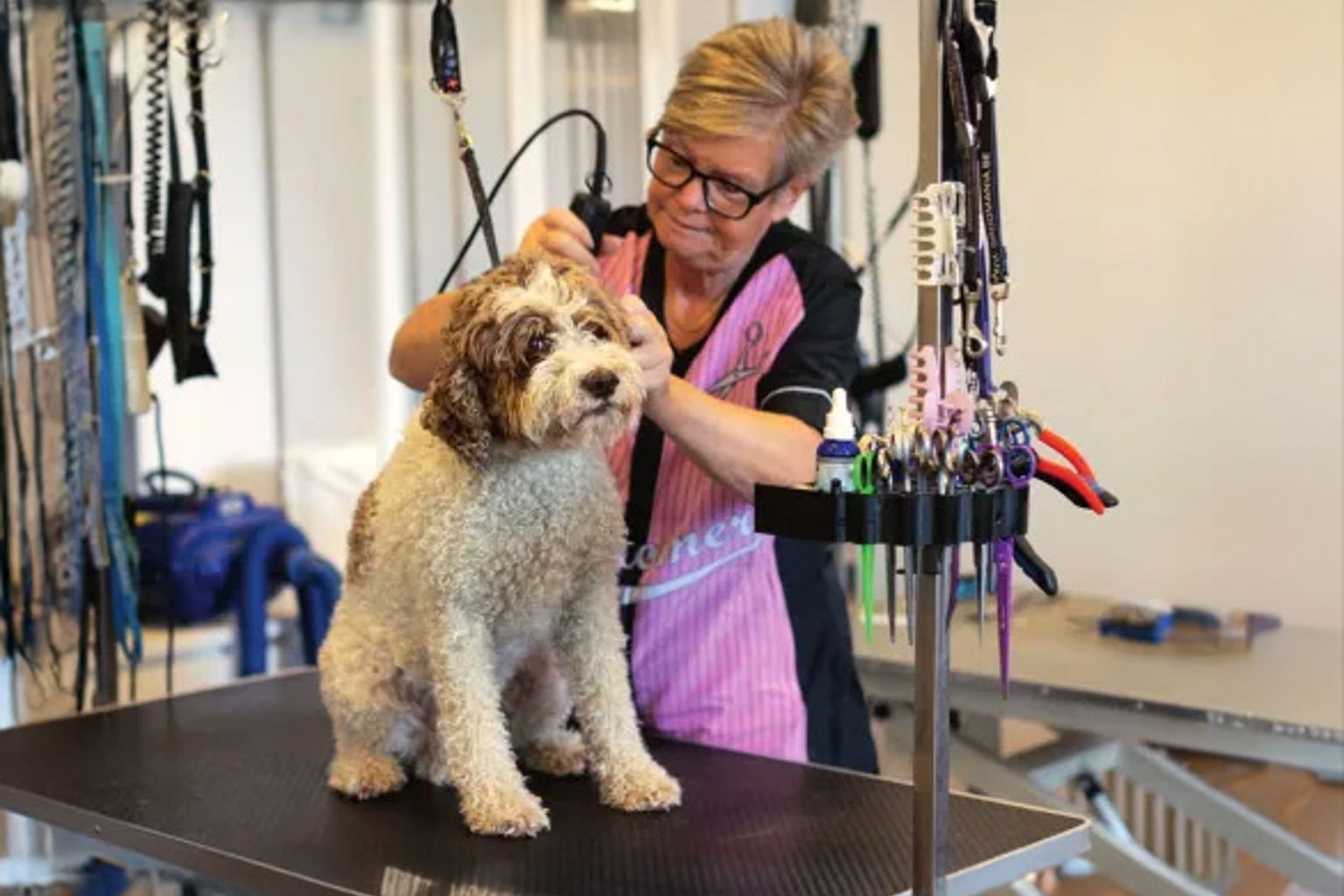 hundfrisör trimmar en lagotto