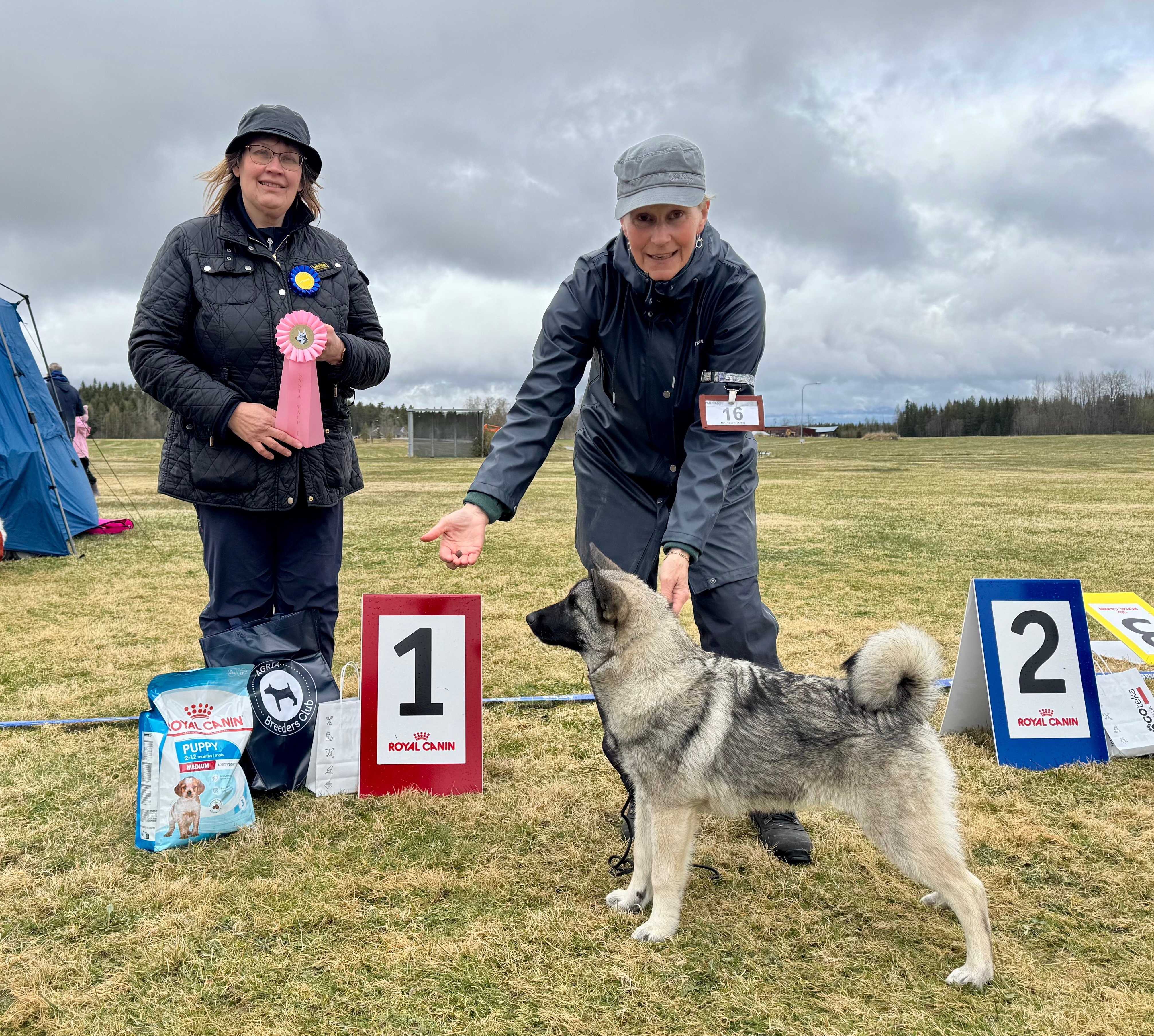 LOSNABAKKEN´S R-J RAPP SE14251/2026, Äg: FORS WARD ANNA, HALLEN