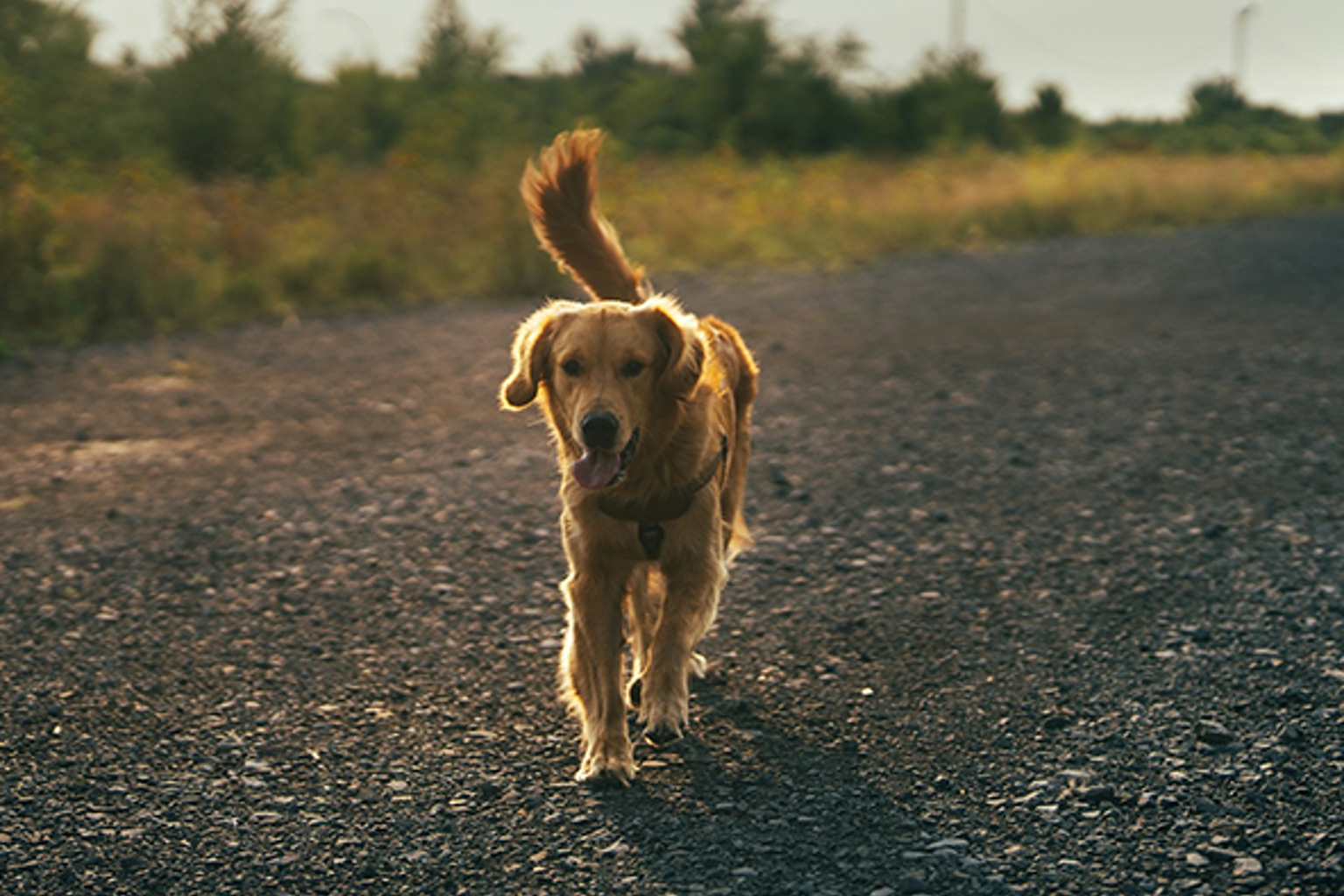 golden retriever springer mot kameran