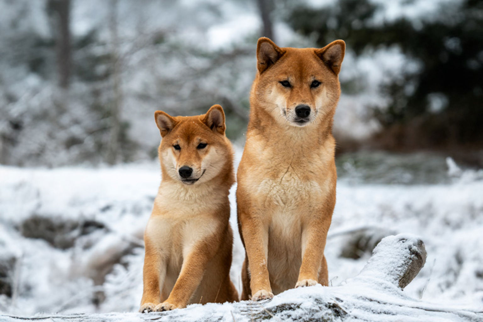 två shibor i vinterskrud