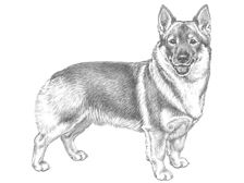 Illustration av hundrasen västgötaspets