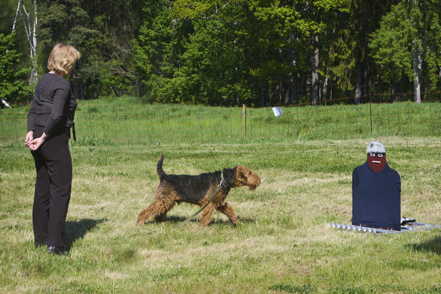 Fotograf: Åsa Lindholm. Airedaleterrier vid moment 4 - överraskning.