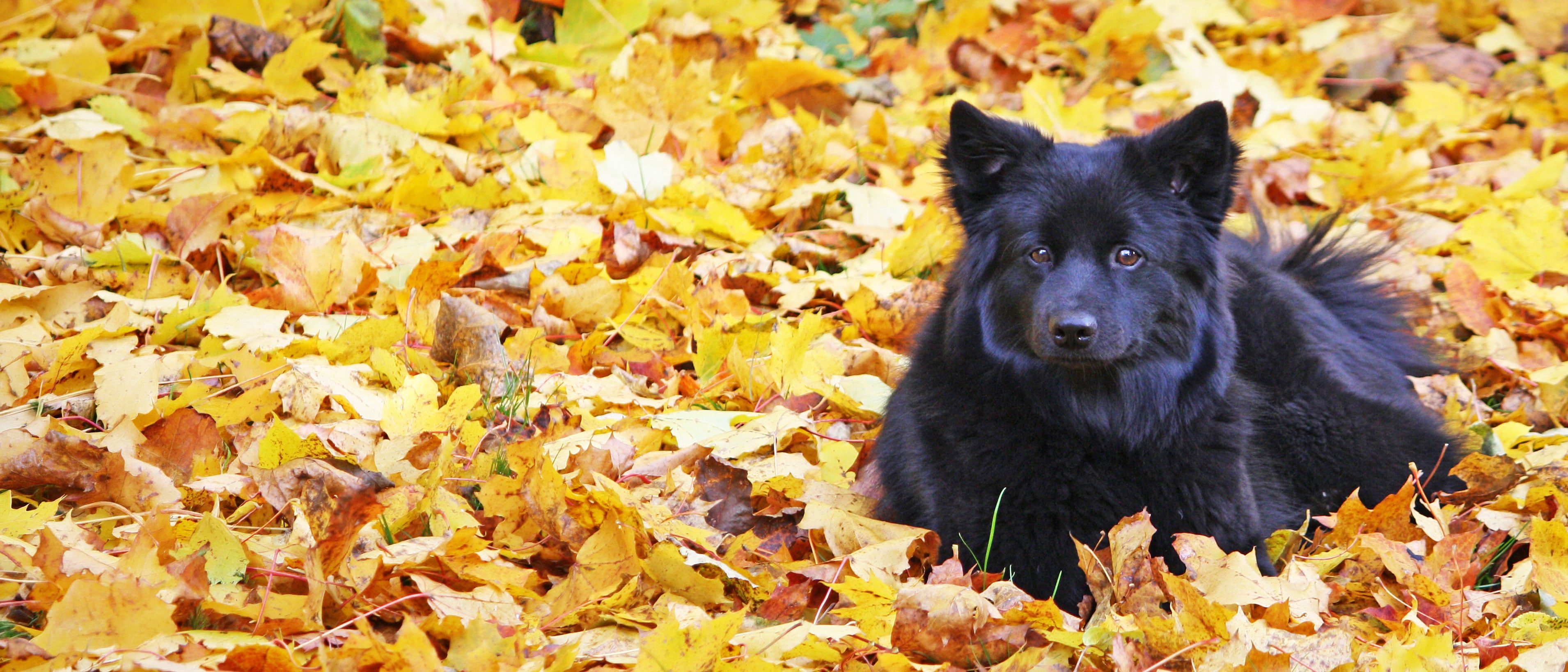 Svensk lapphund i gula höstlöv. Foto:  Irene Jonsson