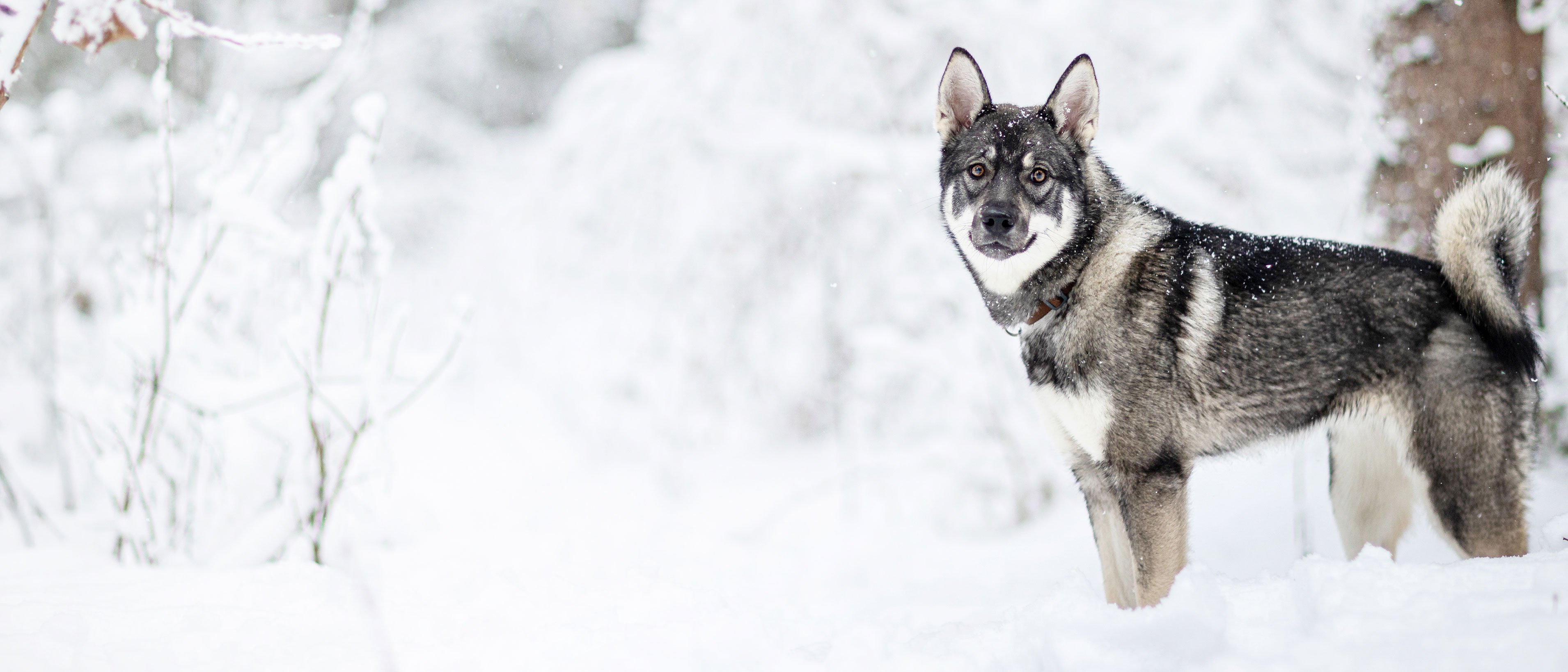 Jämthund uppställd med blicken mot betraktaren i snöig skog.