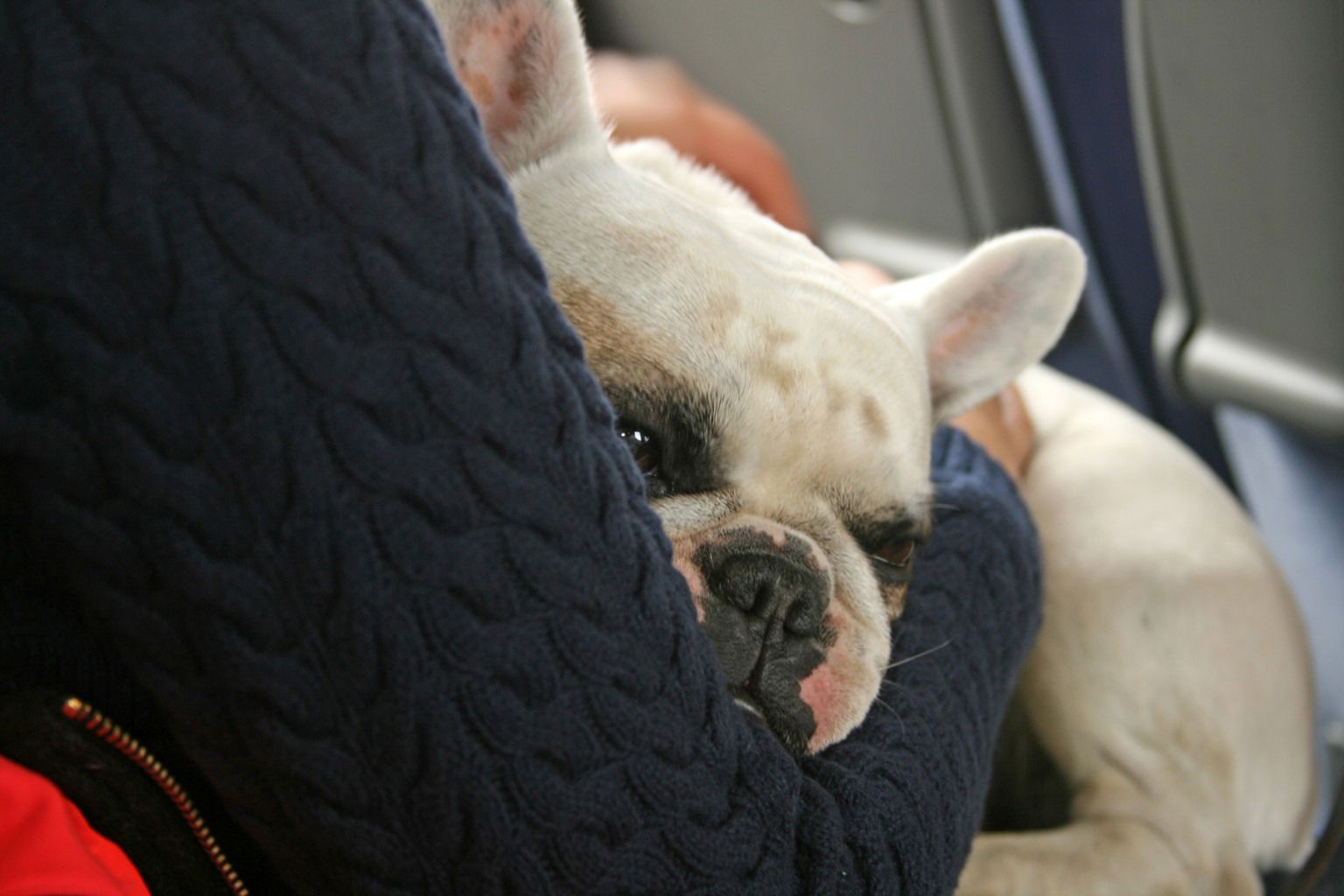 Fransk Bulldog
