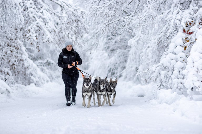 Kvinna på promenad med tre jämthundar i vackert vinterlandskap.