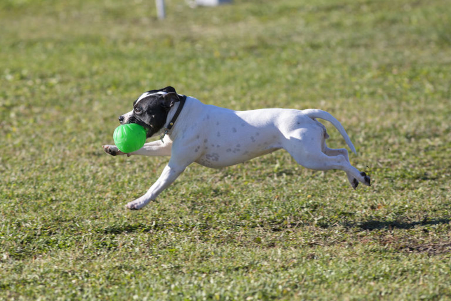 Staffordshire bullterrier springer med en boll under BPH.