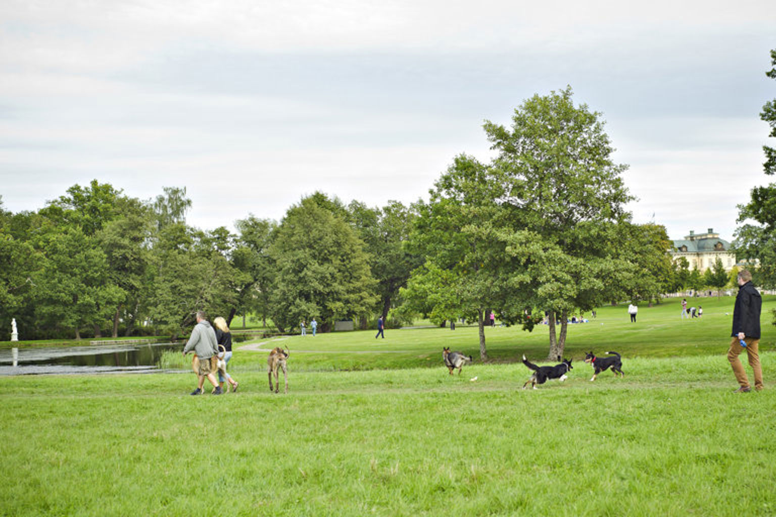 Hunden i samhället