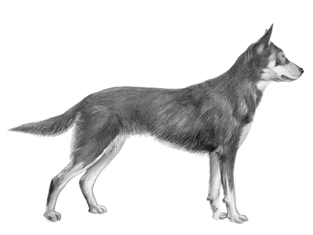 Illustration av hundrasen working kelpie