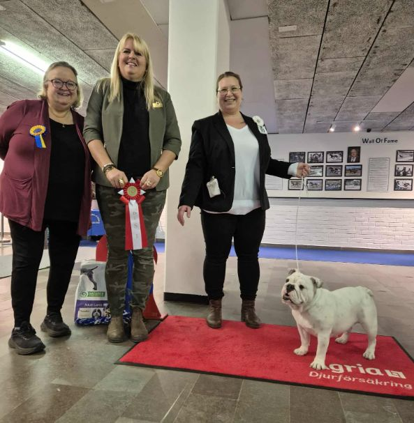 BIS 1 vuxen - Engelsk bulldogg