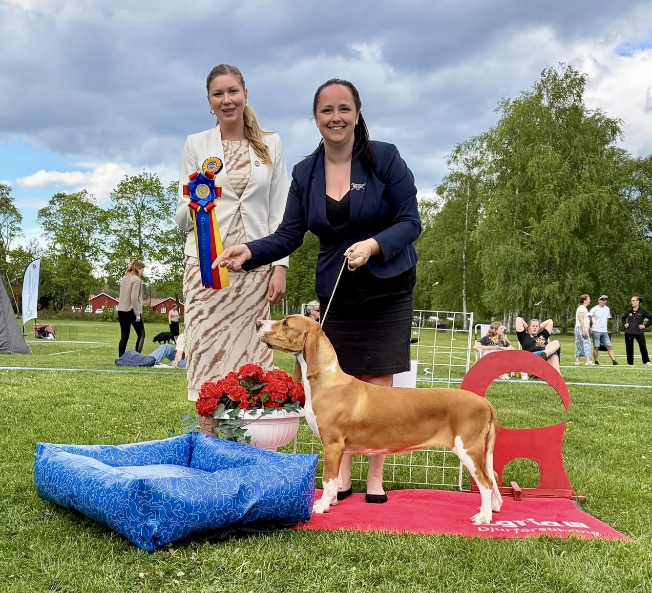 Vackraste Gästrikehund söndag - Sabueso Espanol