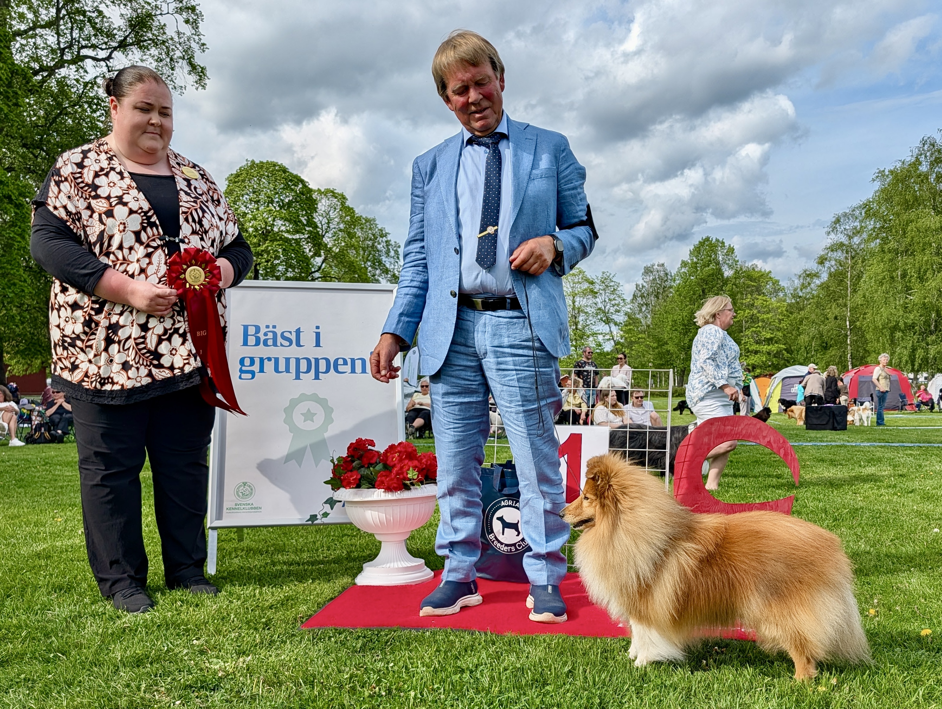 BIG-1 Grupp 1 - Shetland Sheepdog