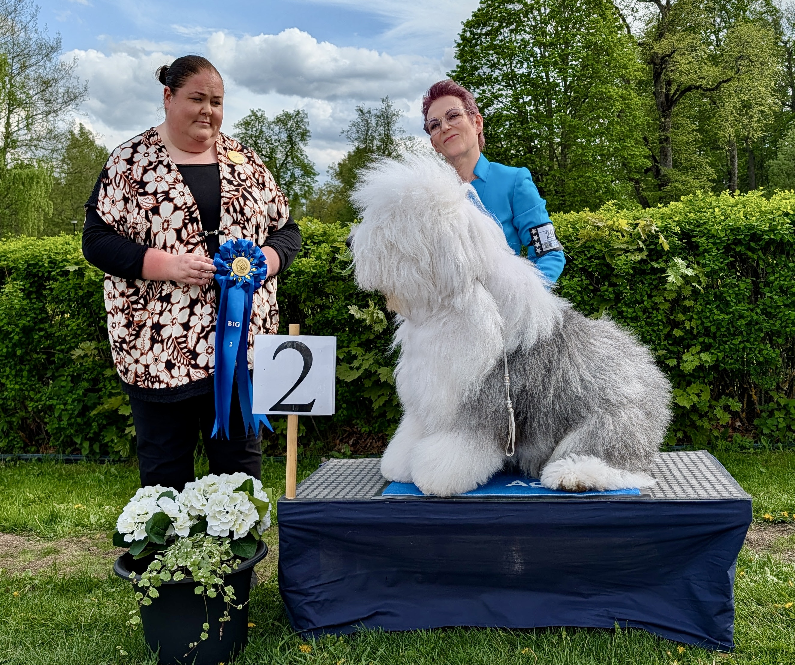 BIG-2 Grupp 1 - Old English Sheepdog
