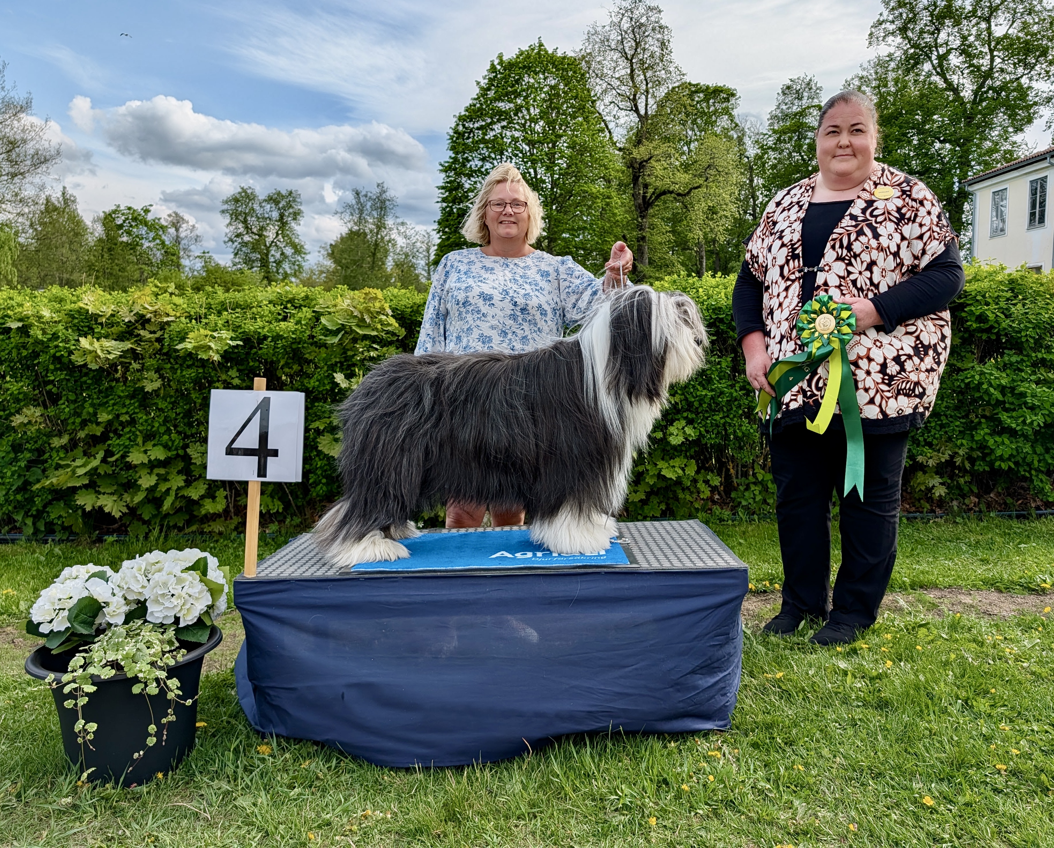 BIG-4 Grupp 1 Bearded Collie