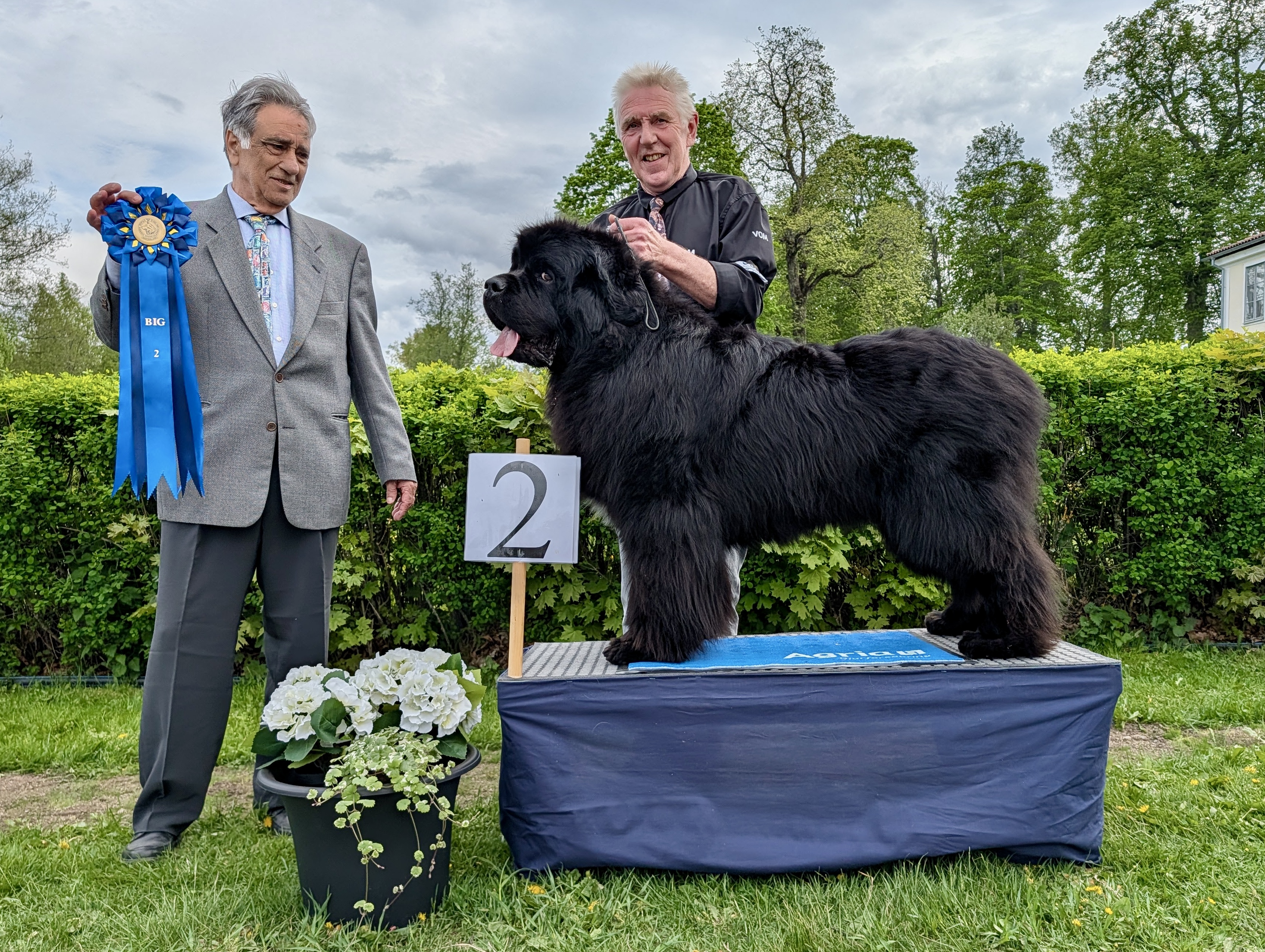 BIG-2 Grupp 2 Newfoundlandshund