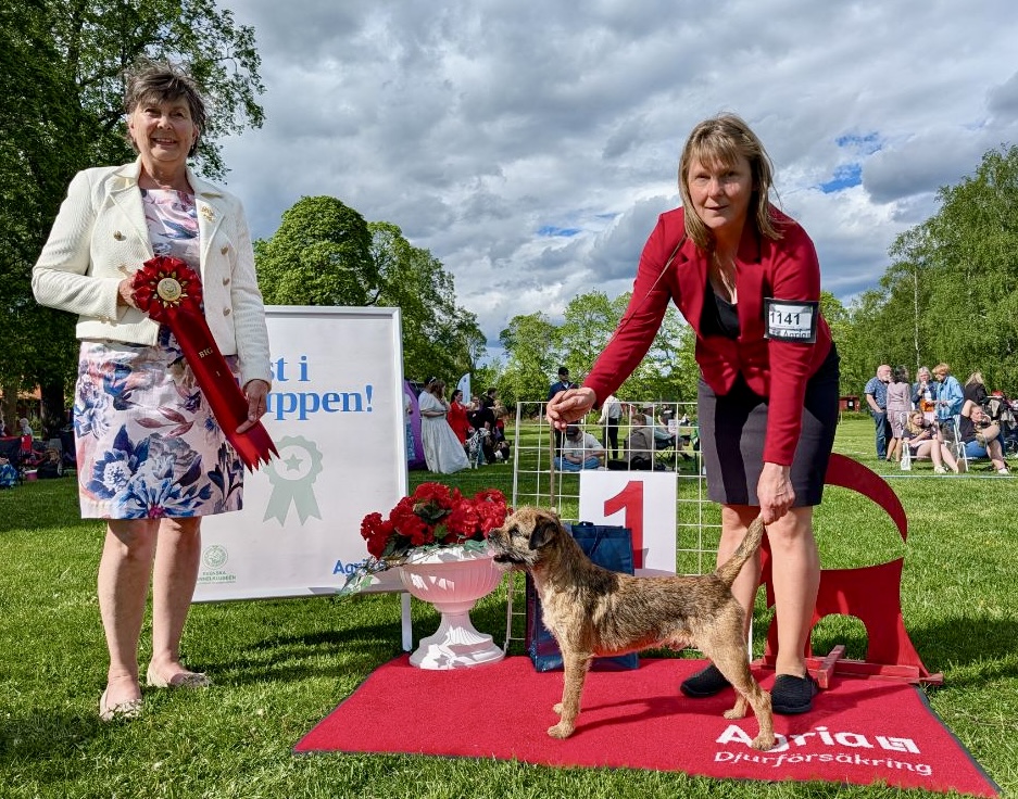 BIG-1 Grupp 3 - Borderterrier