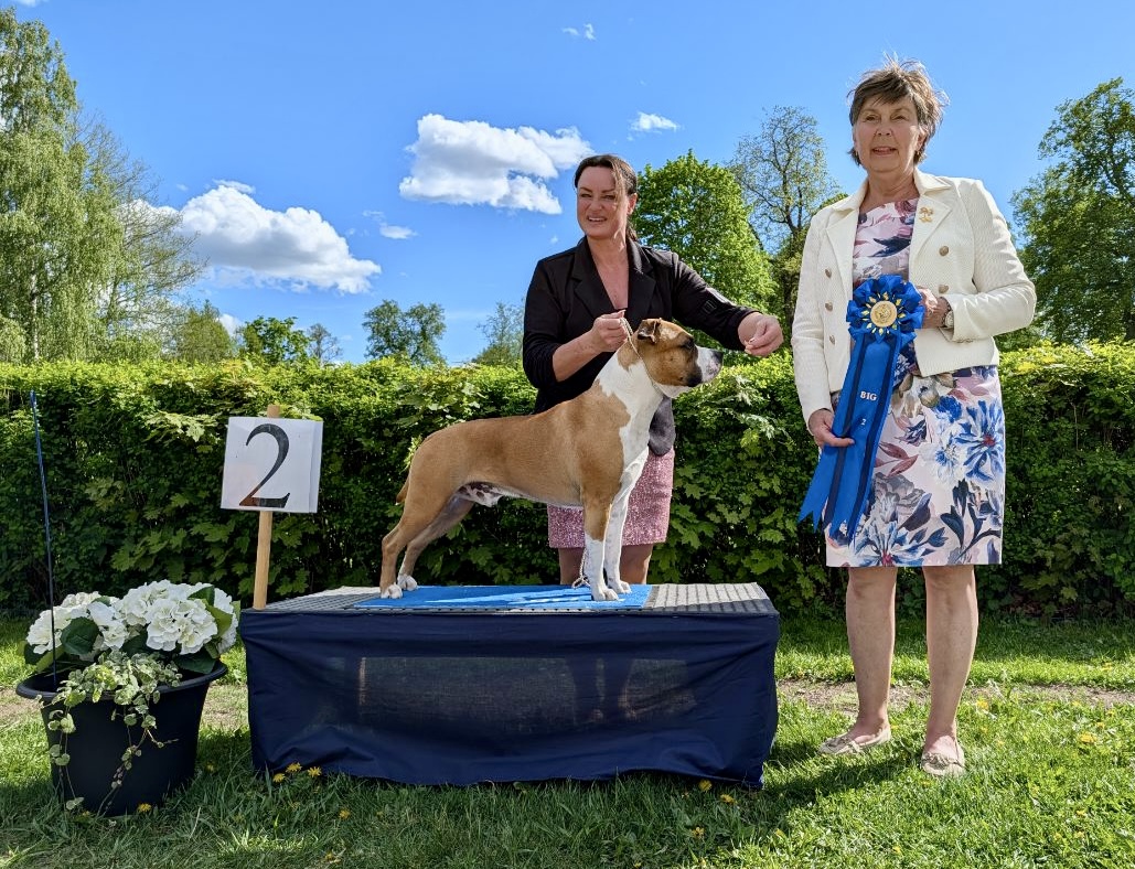 BIG-2 Grupp 3 - American Staffordshire Terrier