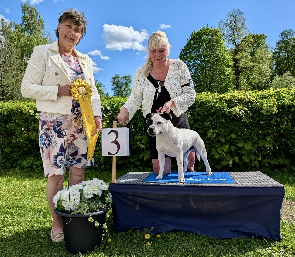 BIG-3 Grupp 3 - Staffordshire Bullterrier
