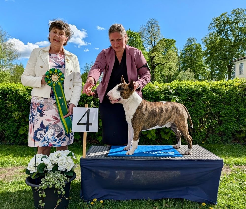 BIG-4 Grupp 3 - Bullterrier
