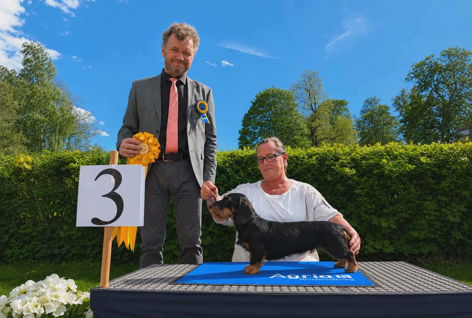 BIG-3 Grupp 4 - Tax, strävhårig dvärg