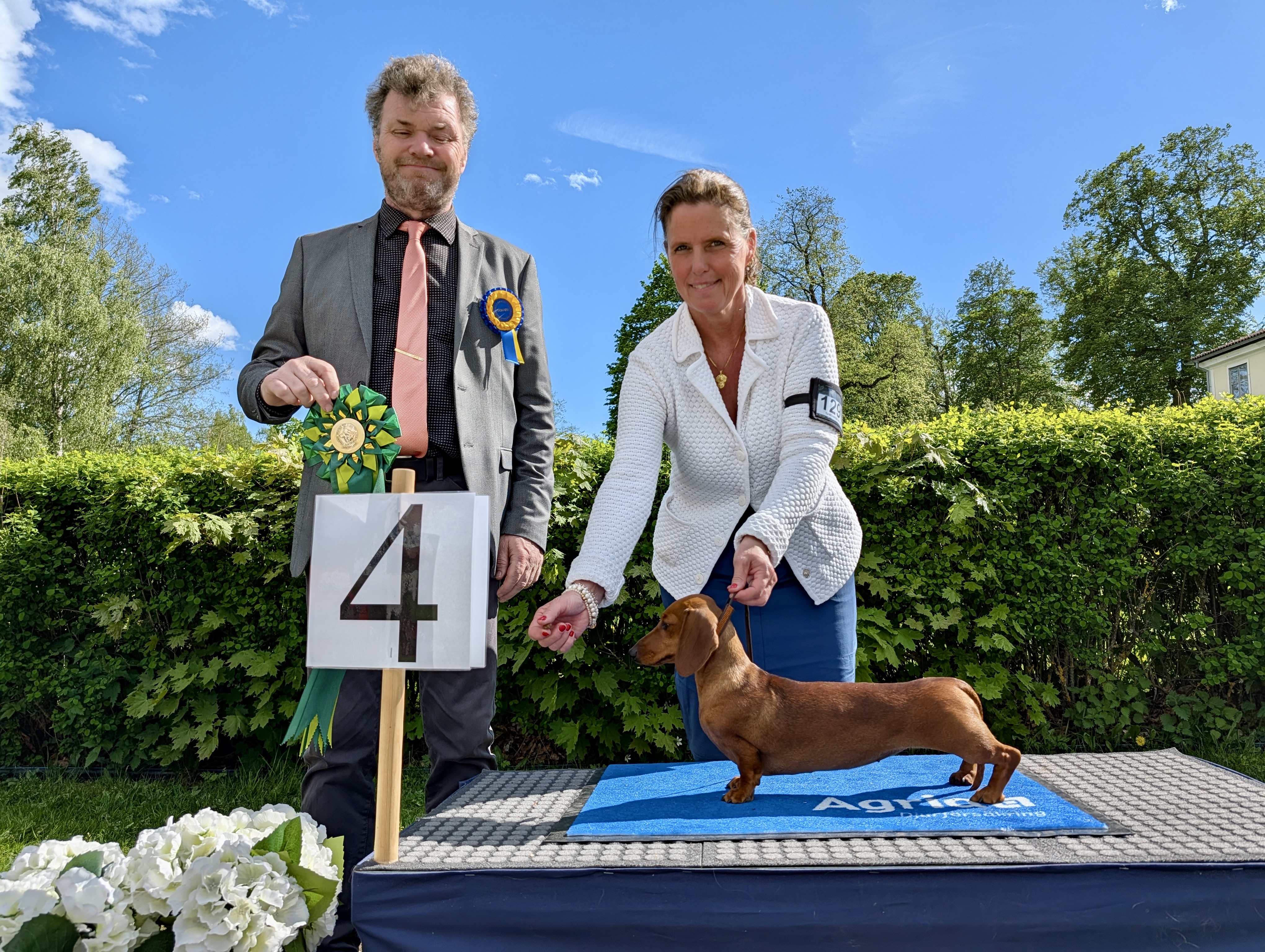 BIG-4 Grupp 4 - Tax, korthårig dvärg