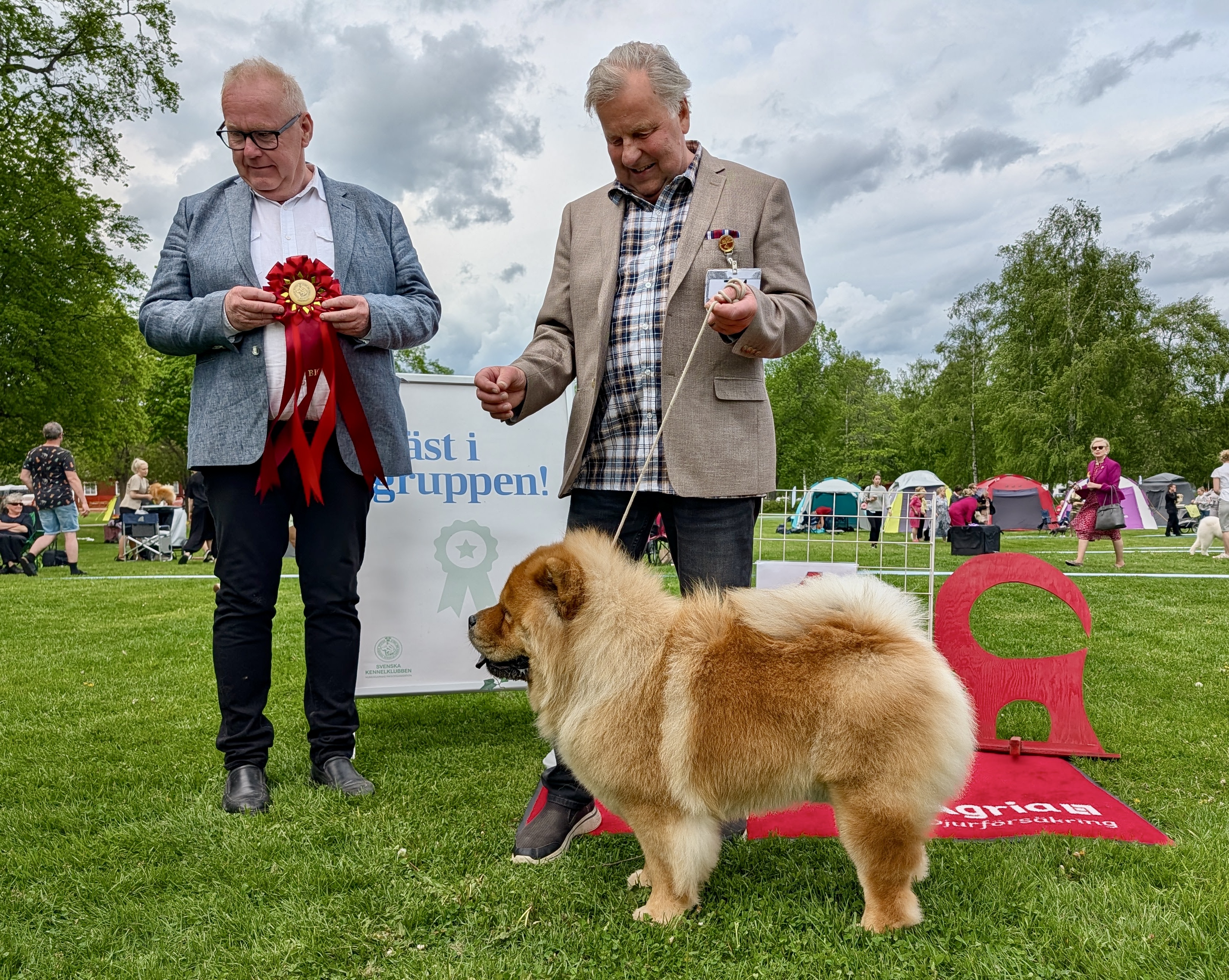 BIG-1 Grupp 5 - Chow Chow