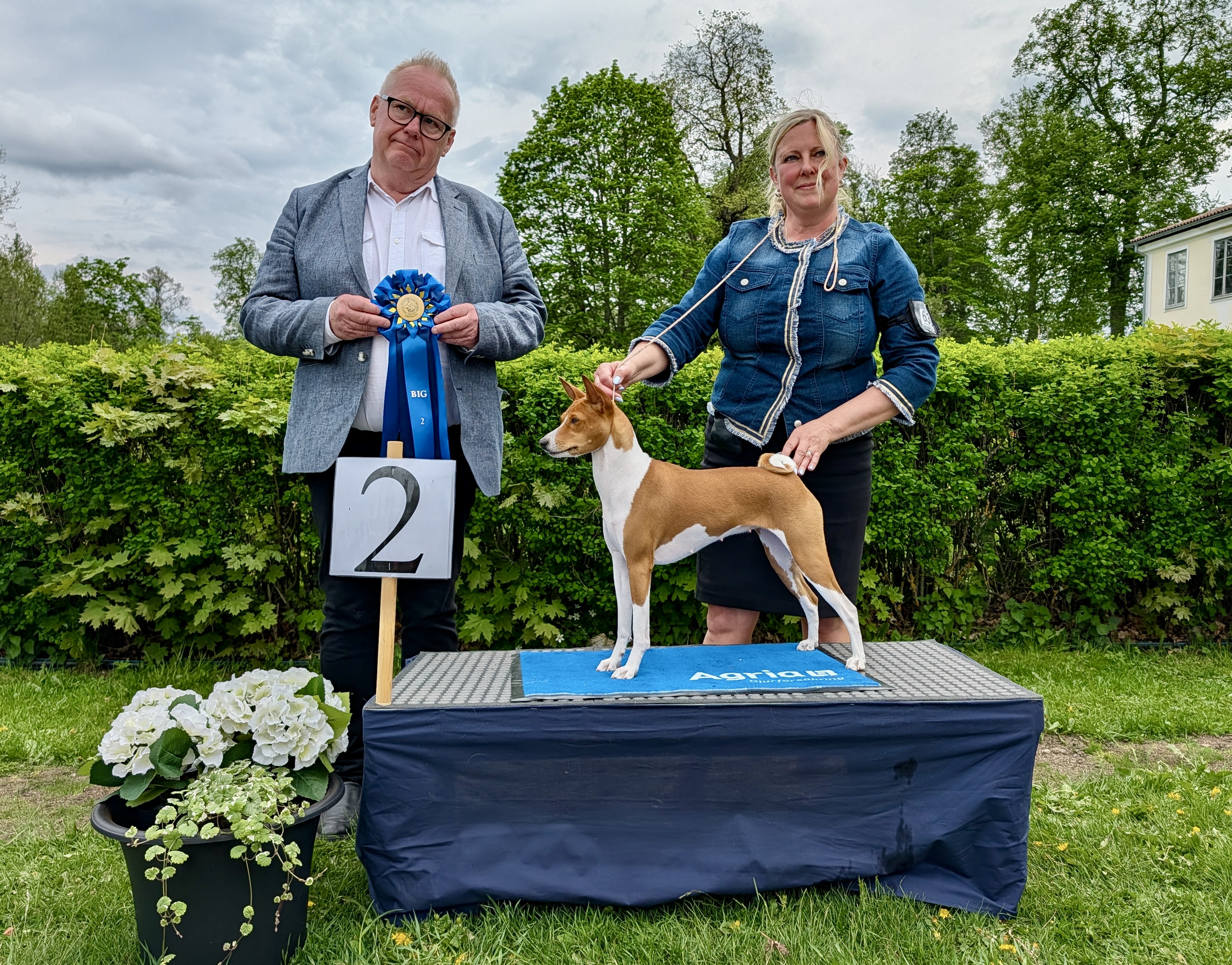 BIG-2 Grupp 5 - Basenji