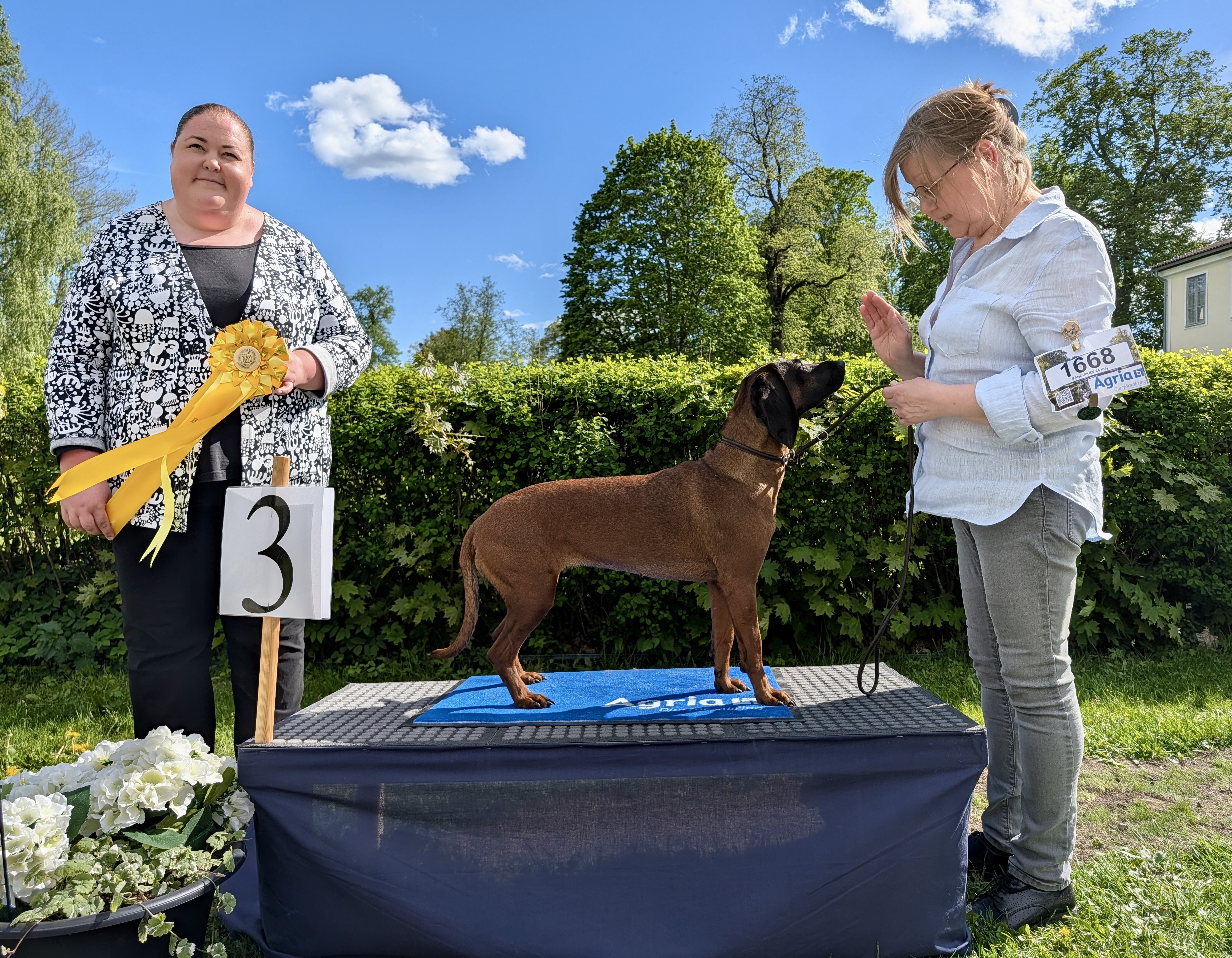 BIG-3 Grupp 6 - Bayersk Viltspårhund