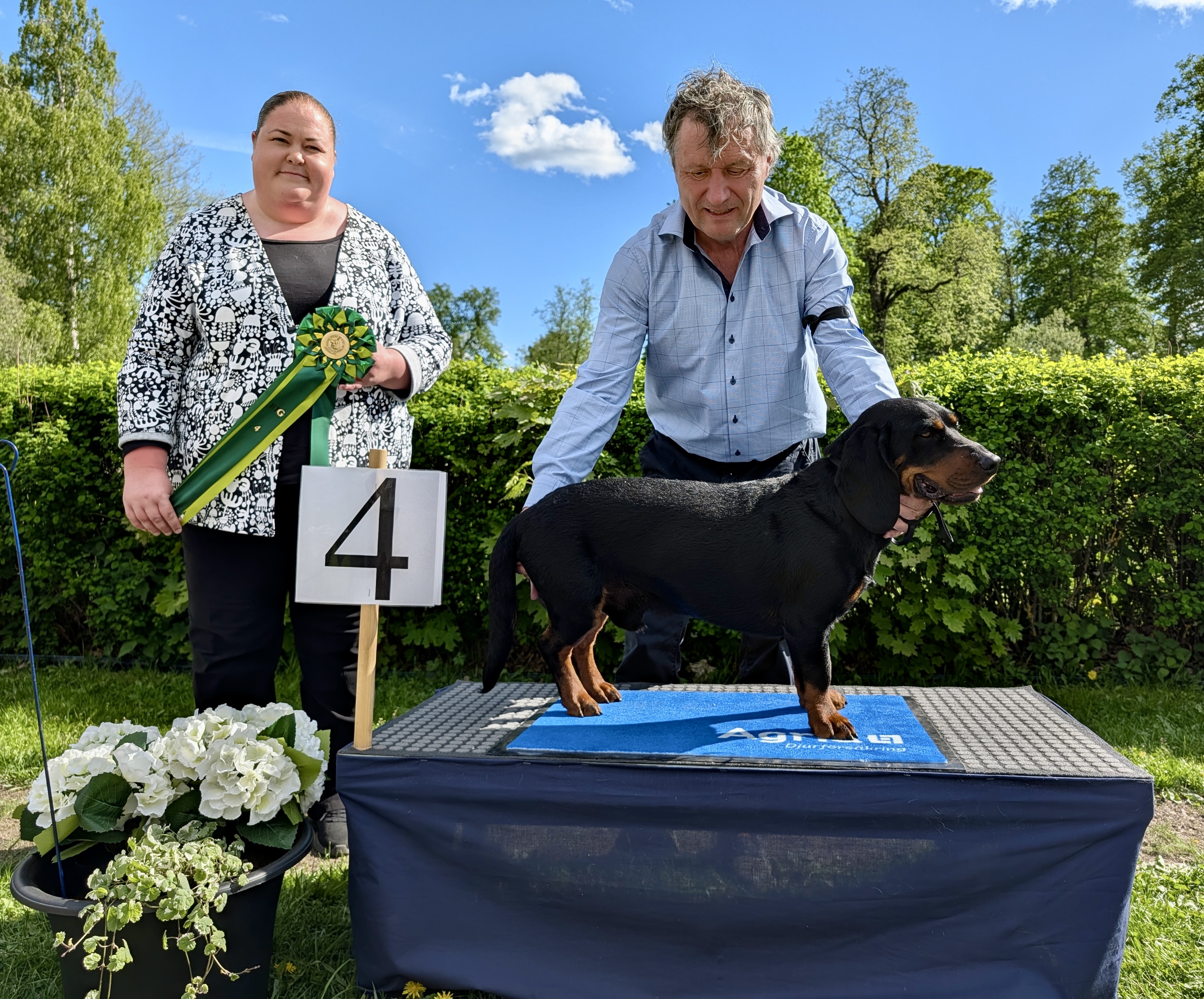 BIG-4 Grupp 6 - Alpenländische Dachsbracke