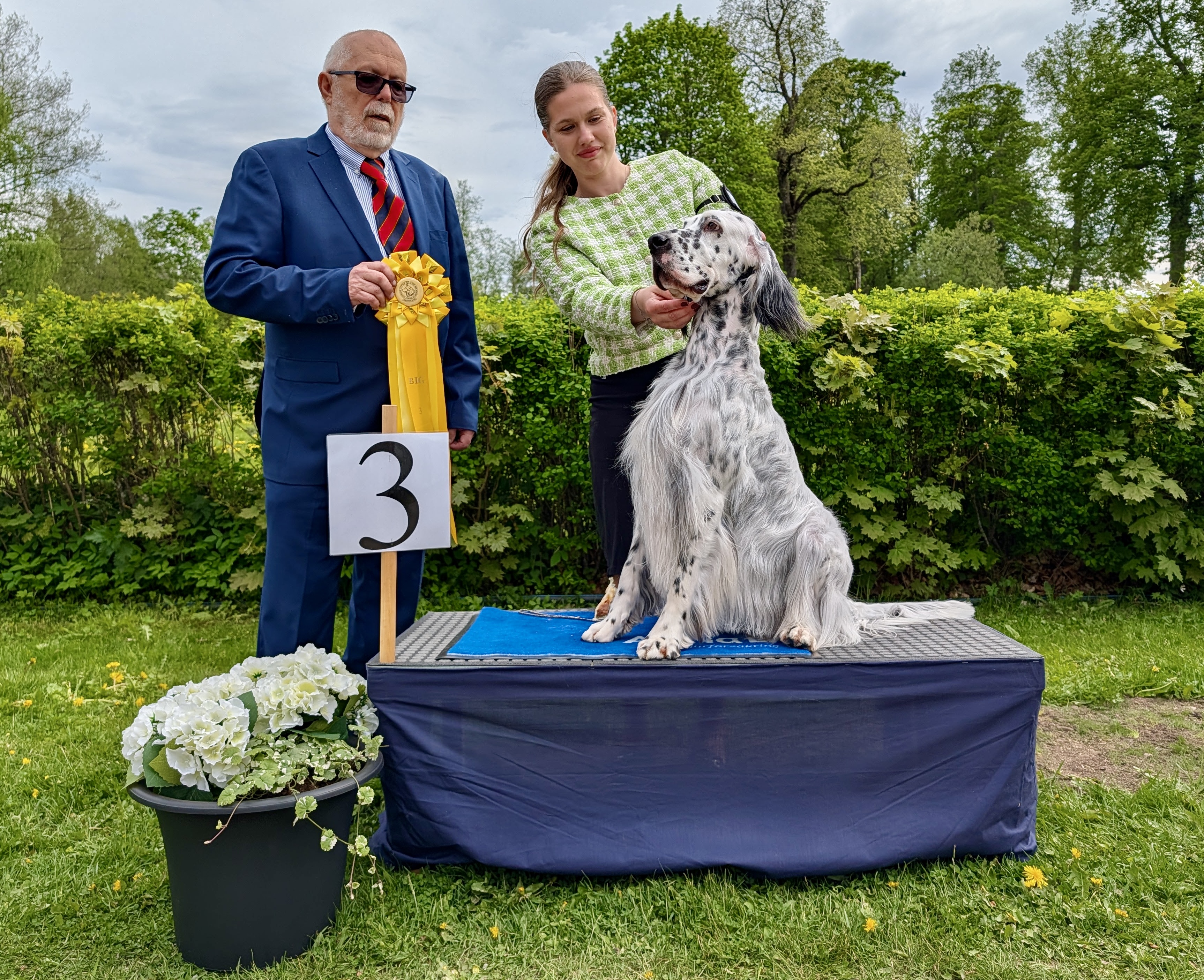 BIG-3 Grupp 7 - Engelsk Setter