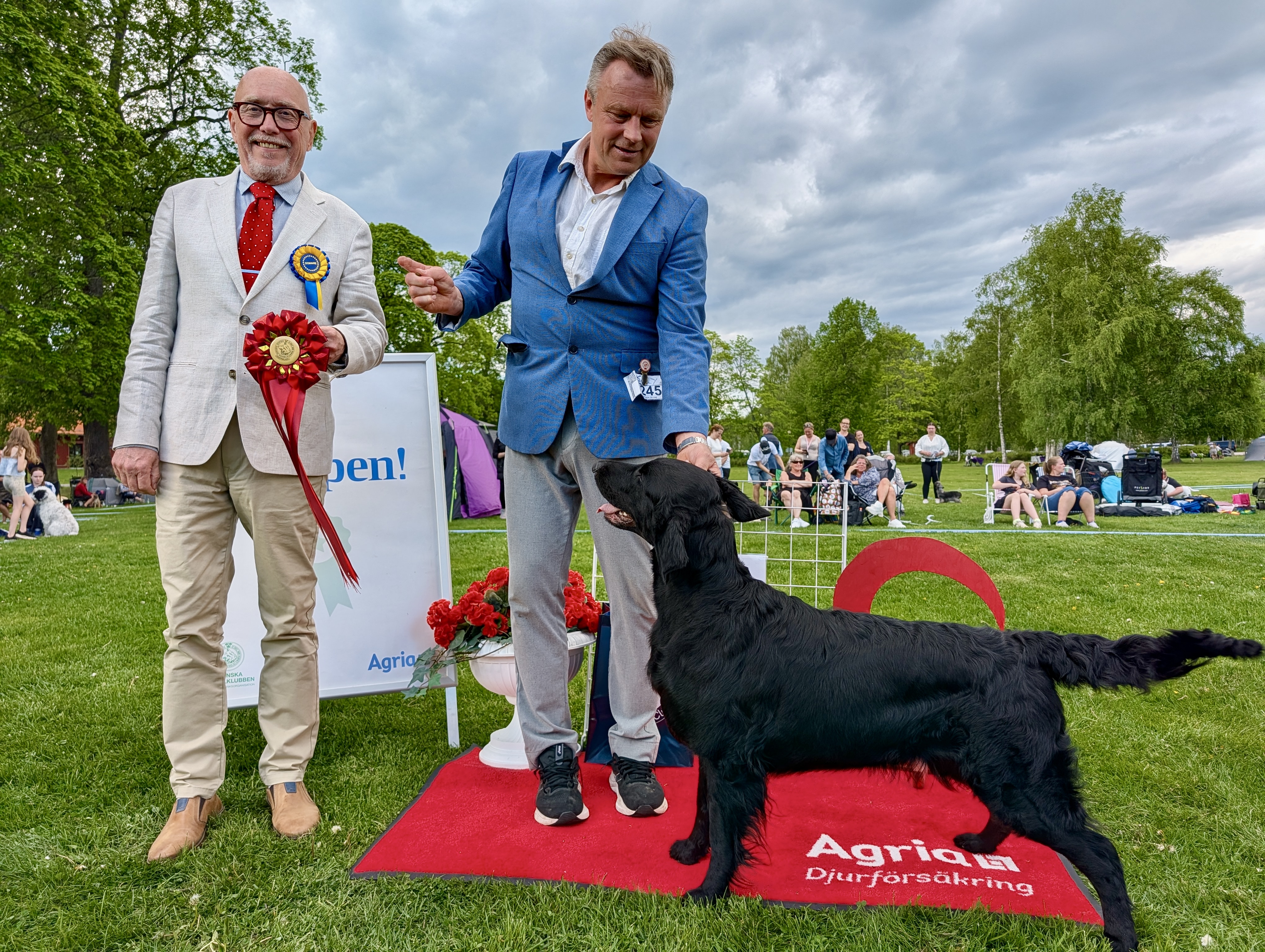 BIG-1 Grupp 8 - Flatcoated Retriever