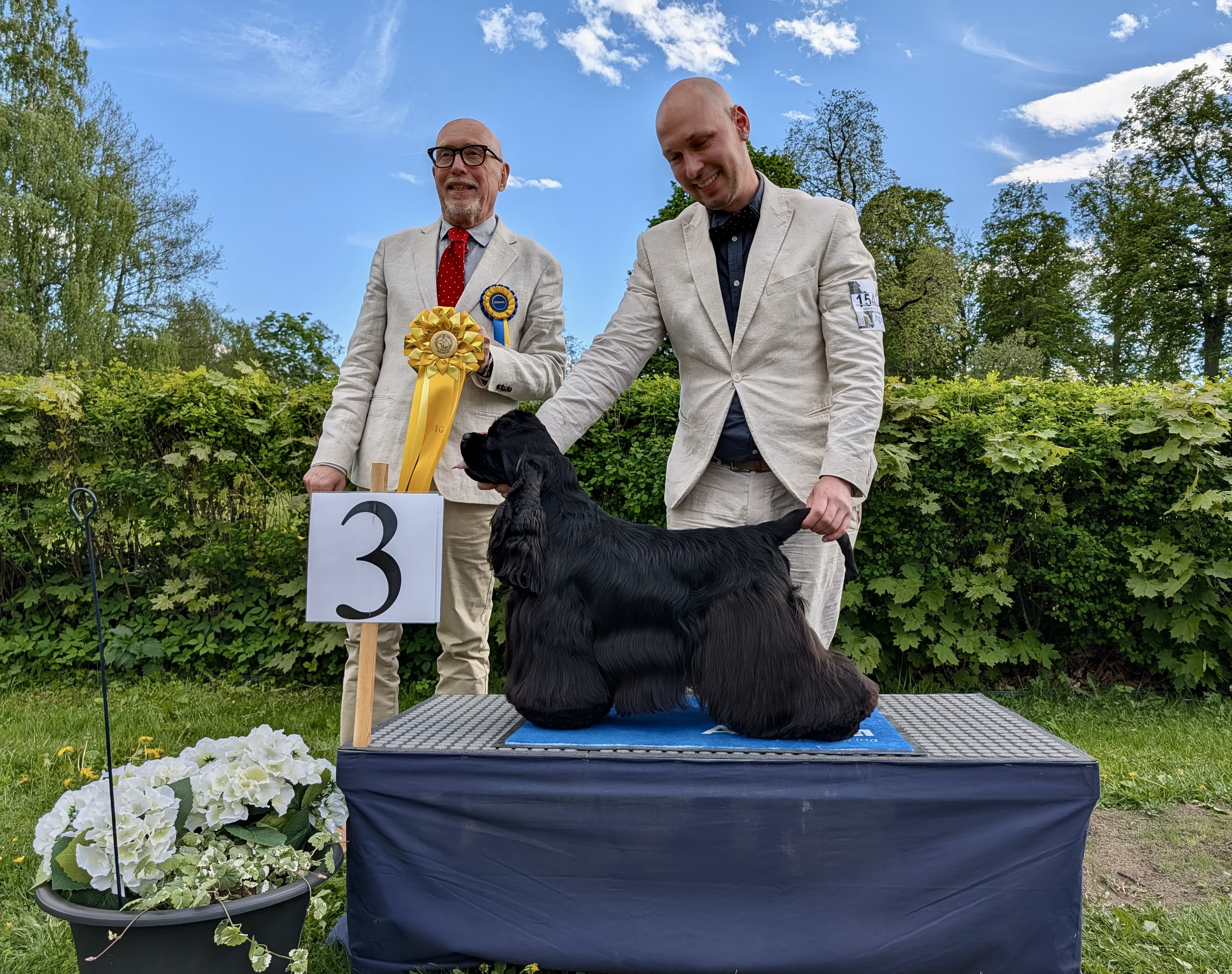BIG-3 Grupp 8 - Amerikansk Cocker Spaniel