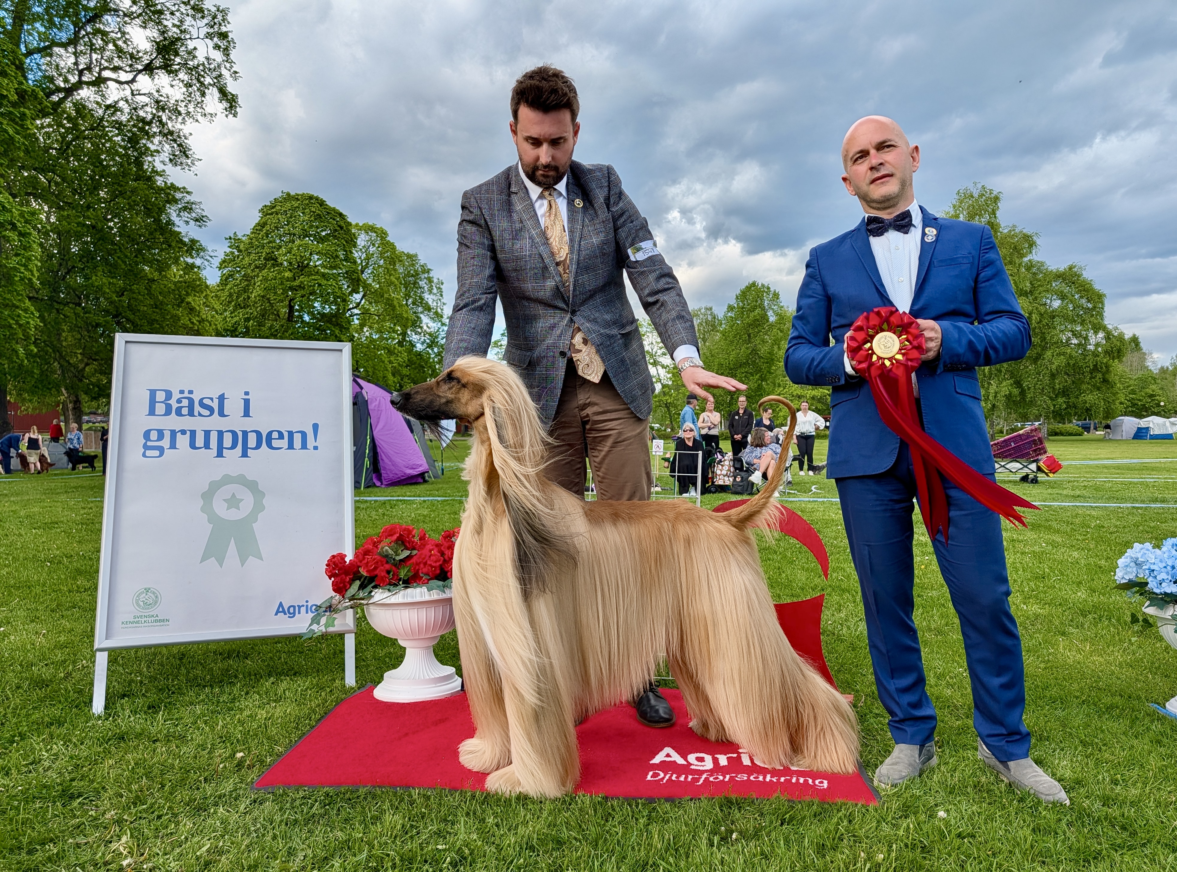 BIG-1 Grupp 10 - Afghanhund