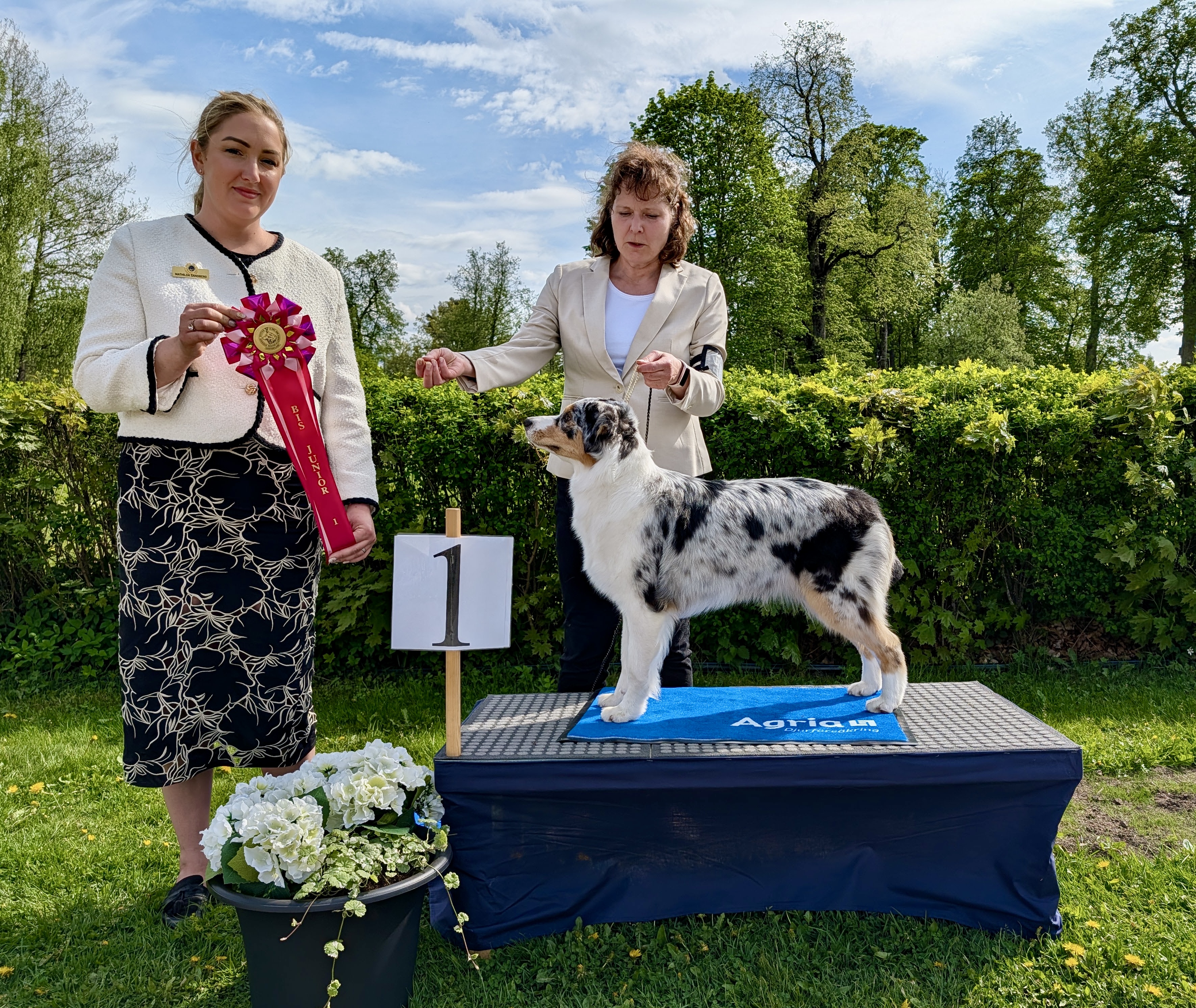 BIS-1 Juniorer lördag - Australian Shepherd