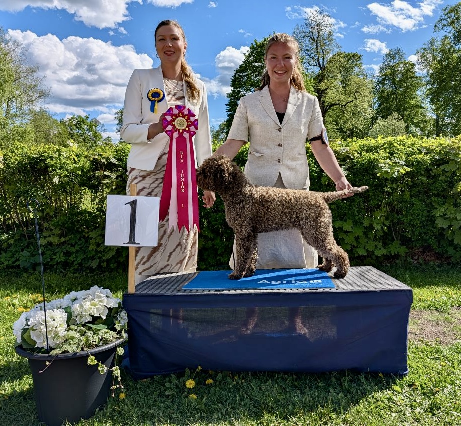 BIS-1 Juniorer söndag - Lagotto Romagnolo