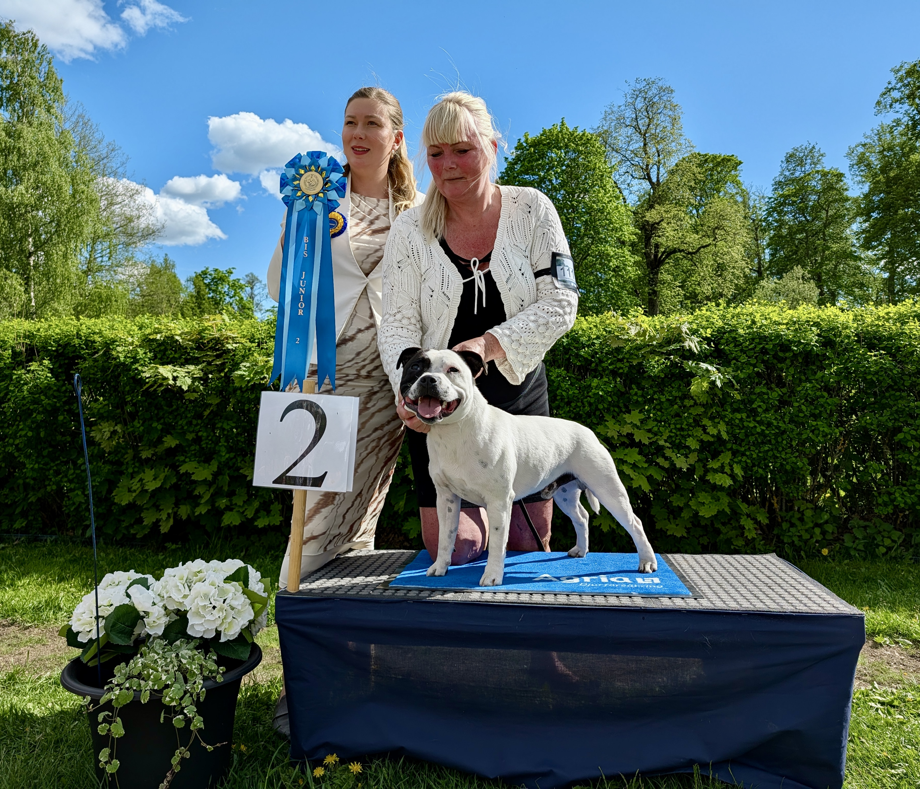 BIS-2 Juniorer söndag - Staffordshire Bullterrier