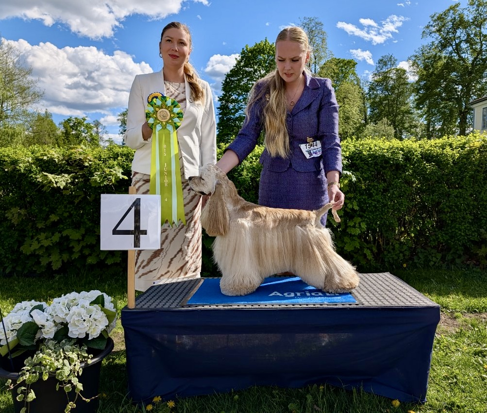 BIS-4 Juniorer söndag - Amerikansk Cocker Spaniel