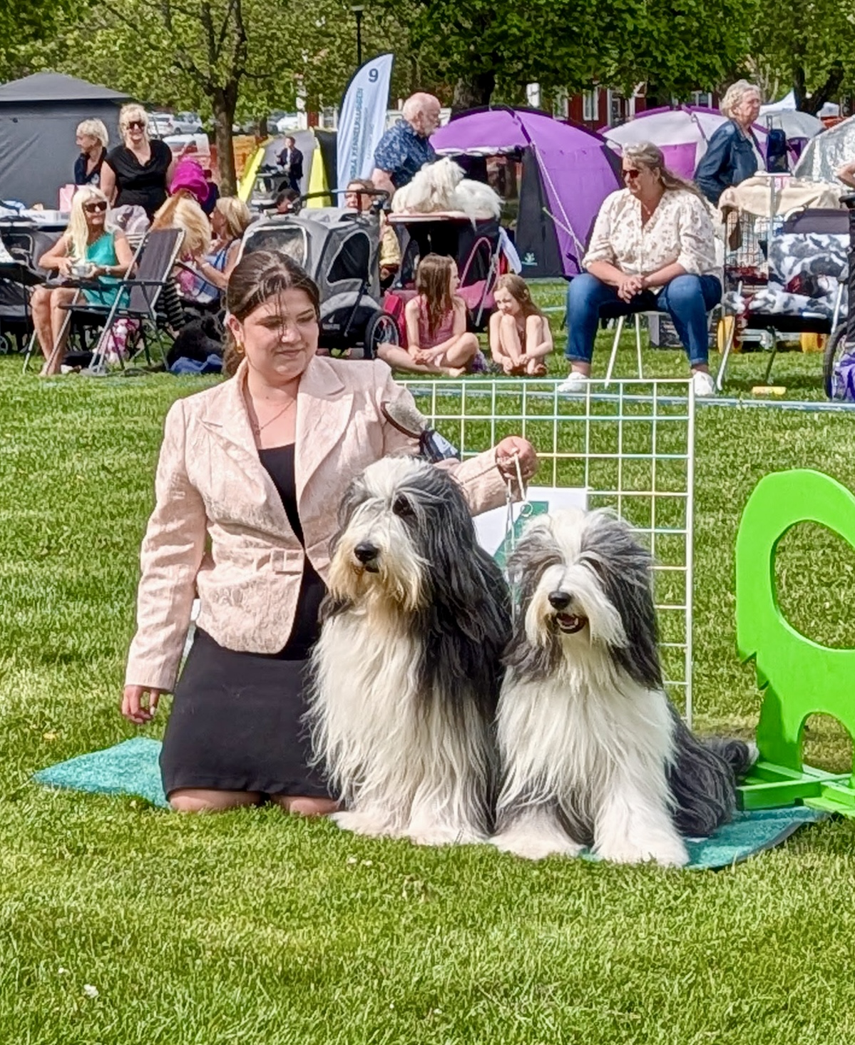 BIS-4 Parklass lördag - Bearded Collie