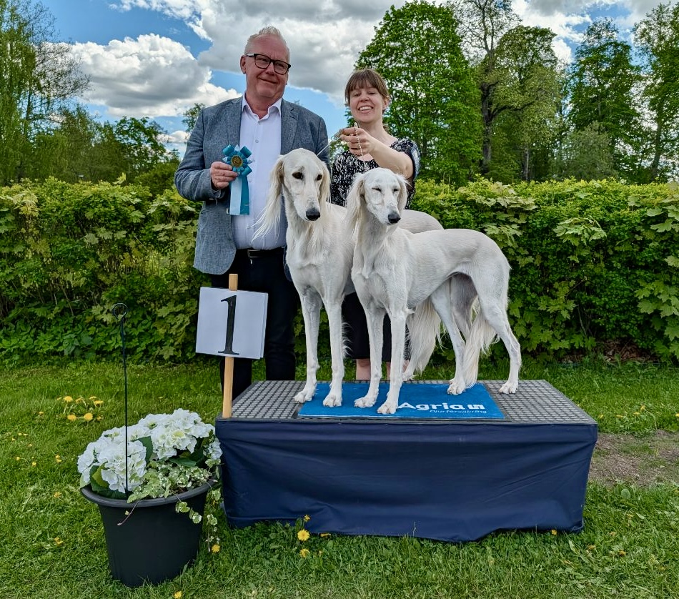 BIS-1 Parklass söndag - Saluki