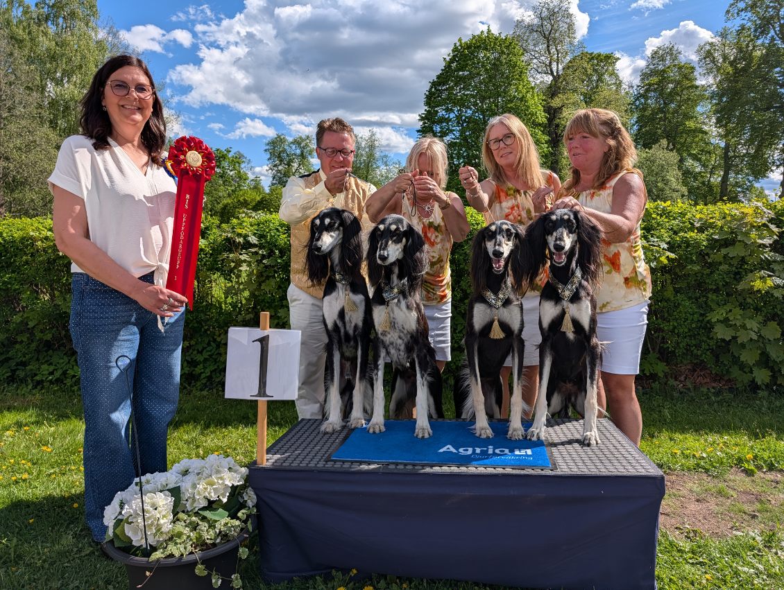 BIS-1 Uppfödare söndag - Saluki