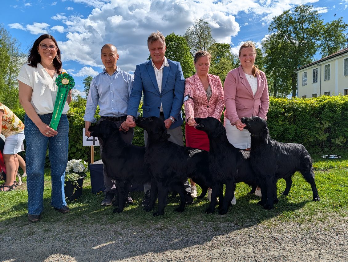 BIS-4 Uppfödare söndag - Flatcoated Retriever