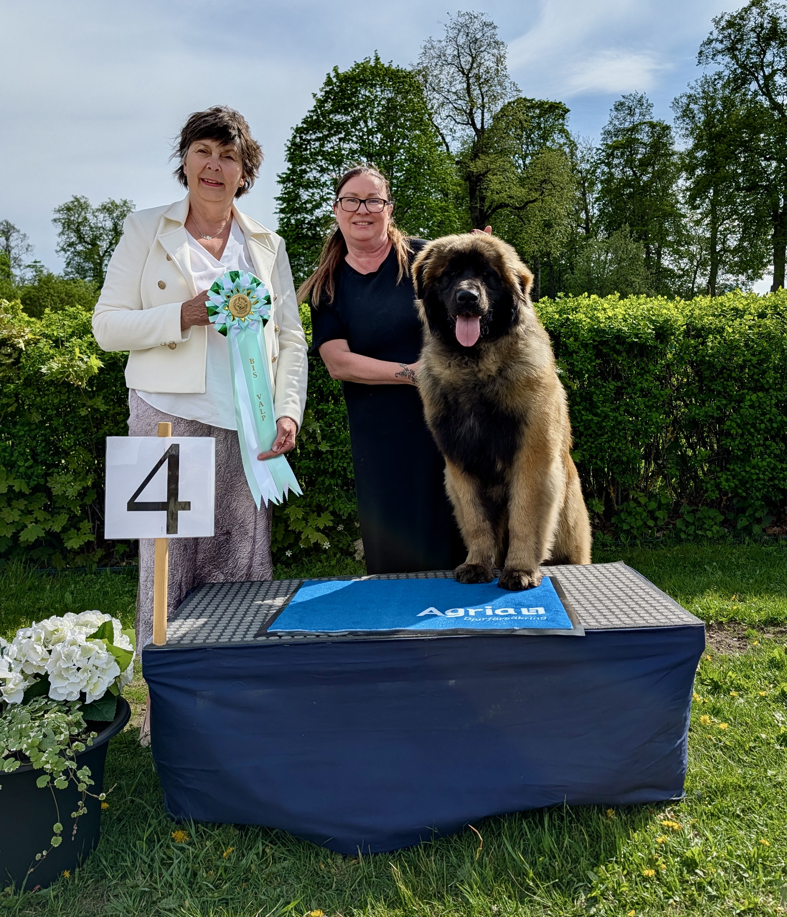 BIS-4 Valpar lördag - Leonberger