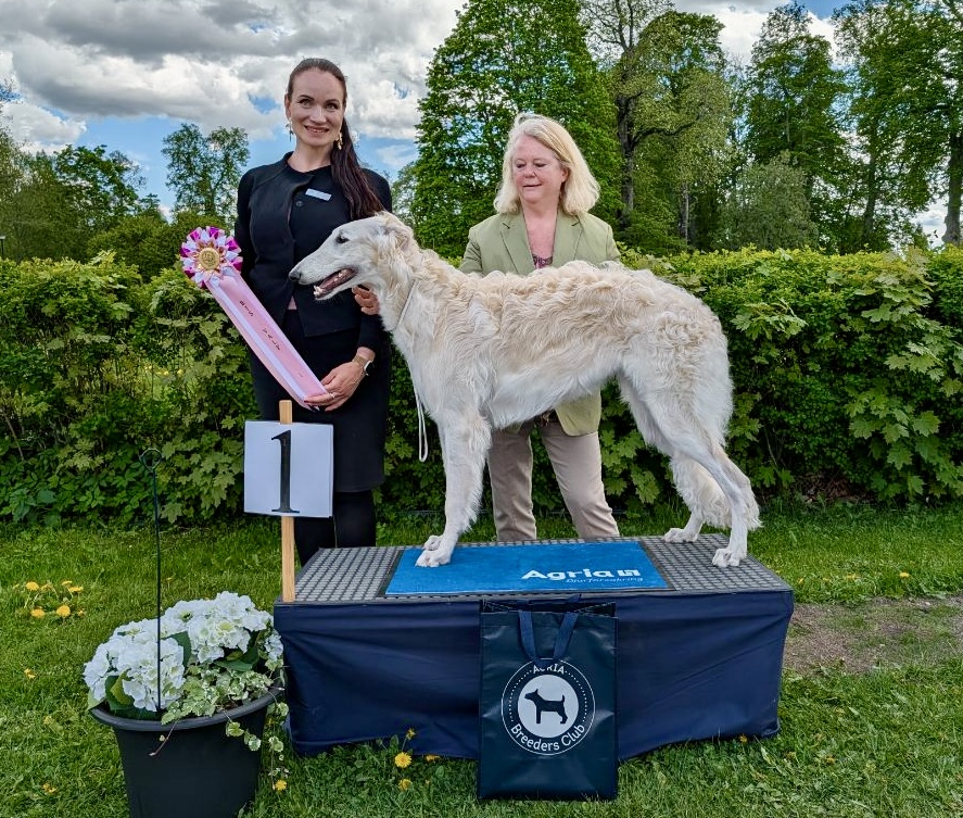 BIS-1 Valpar söndag - Borzoi
